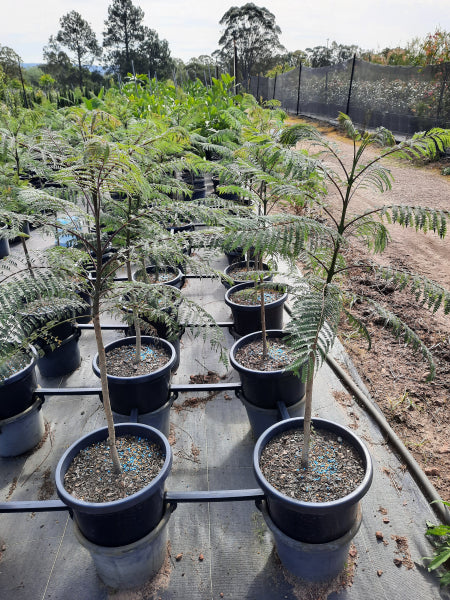 Jacaranda mimosifolia