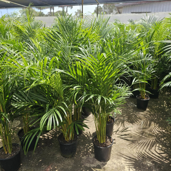 Dypsis lutescens