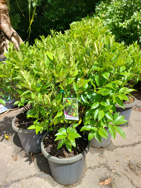 Michelia ﬁgo Port Wine Magnolia