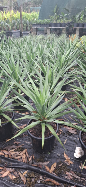Dracaena draco Dragon Tree