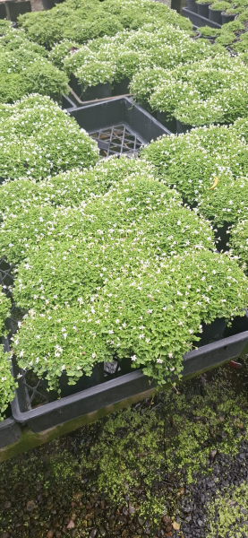 Pratia pedunculata White
