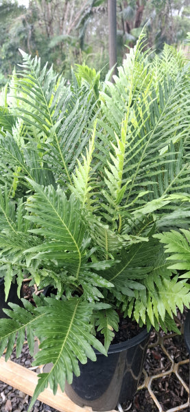 Blechnum gibbum Silver Lady