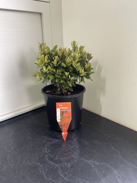 Metrosideros collina Little Ewan