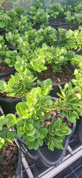 Carissa macrocarpa Desert Star