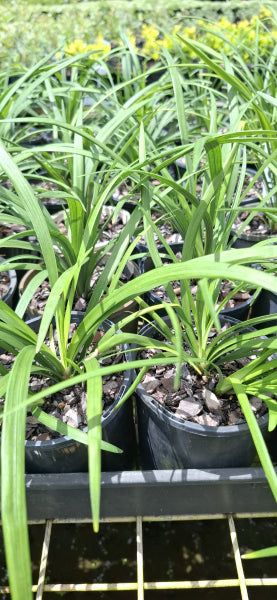Liriope muscari Evergreen Giant