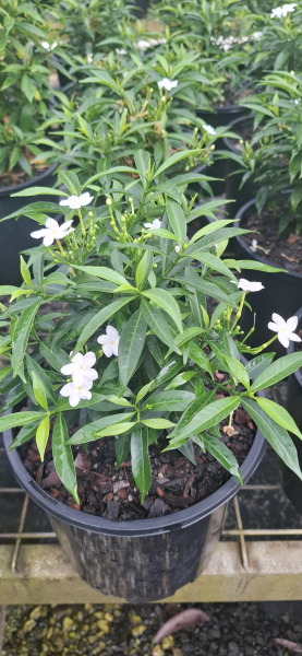 Tabernaemontana corymbosa Little Emerald