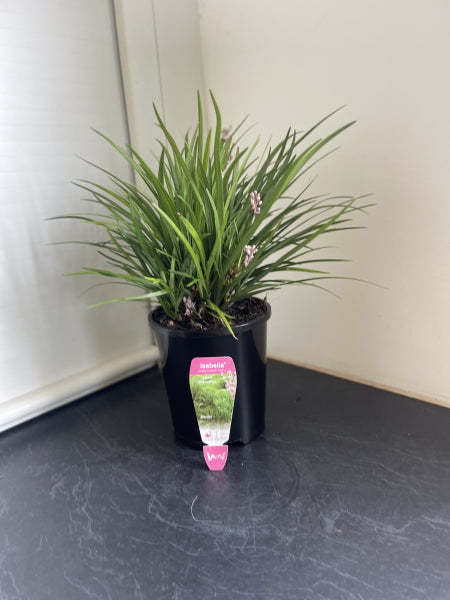 Liriope muscari ISABELLA