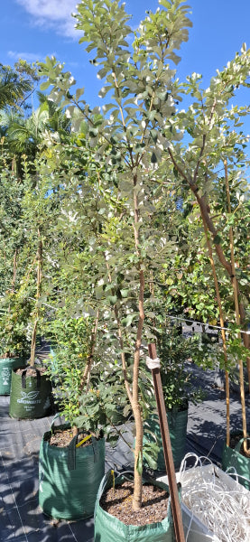 Banksia integrifolia