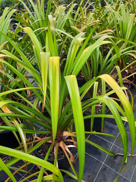 Pandanus utilis Red Edge