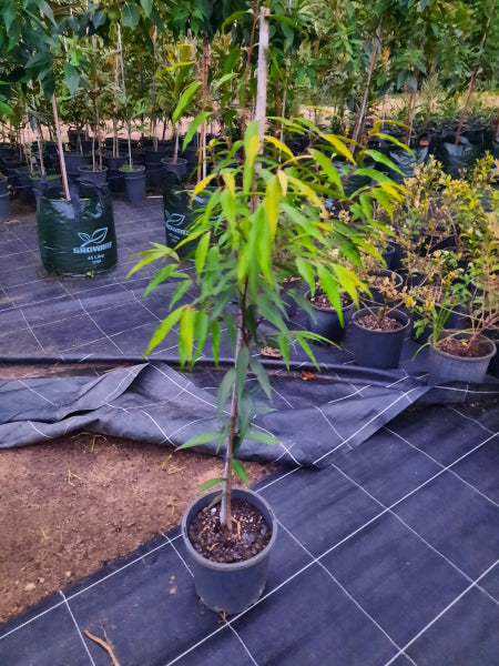 Waterhousia floribunda Weeping Lilly Pilly
