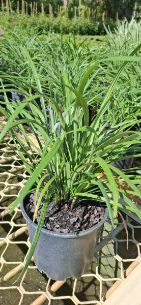 Liriope muscari Evergreen Giant