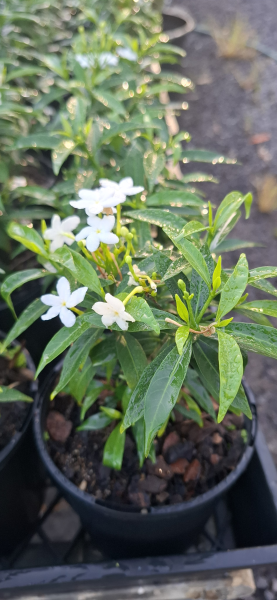 Tabernaemontana corymbosa Little Emerald