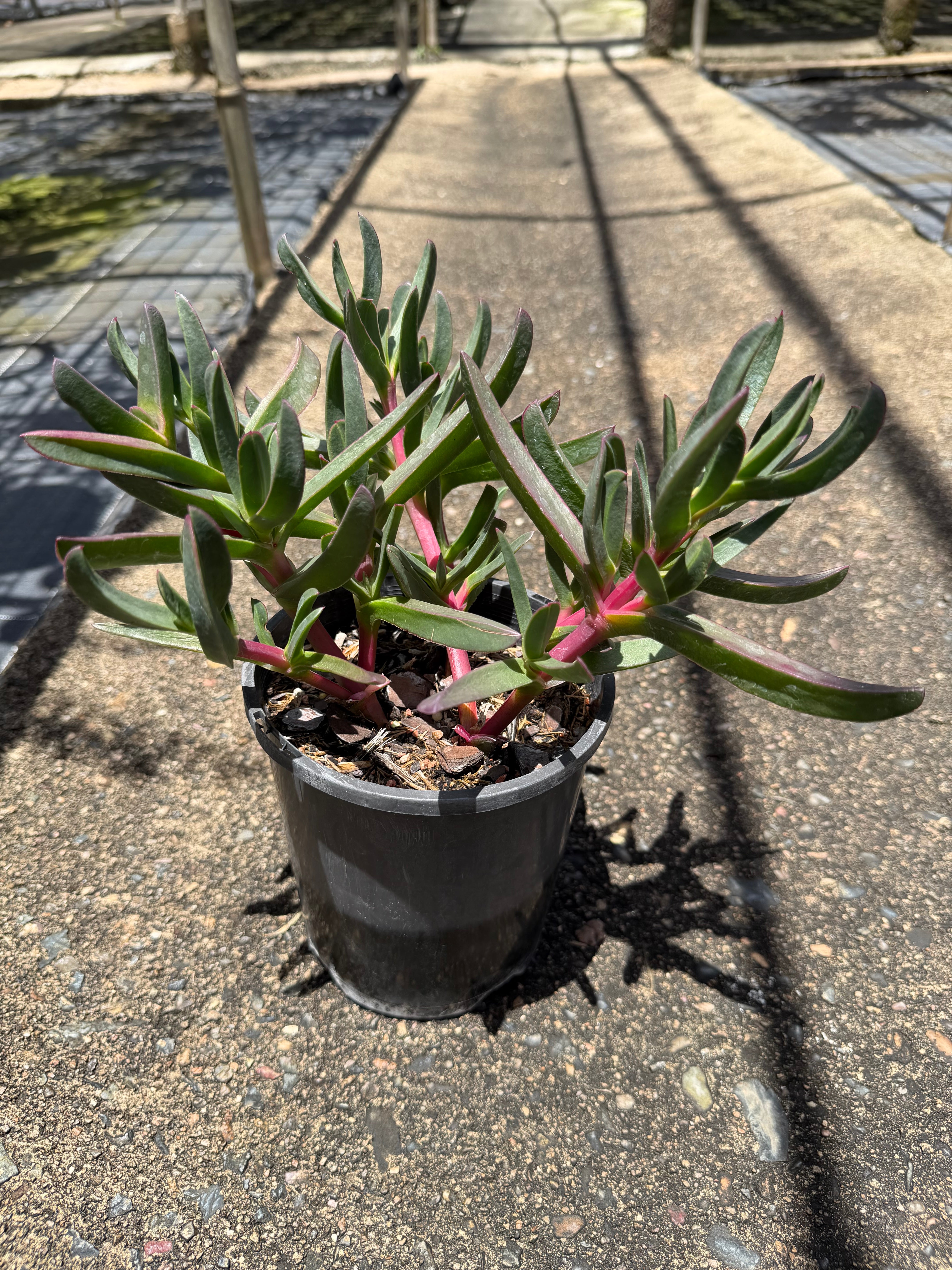 Carpobrotus glaucescens AUSSIE RAMBLER