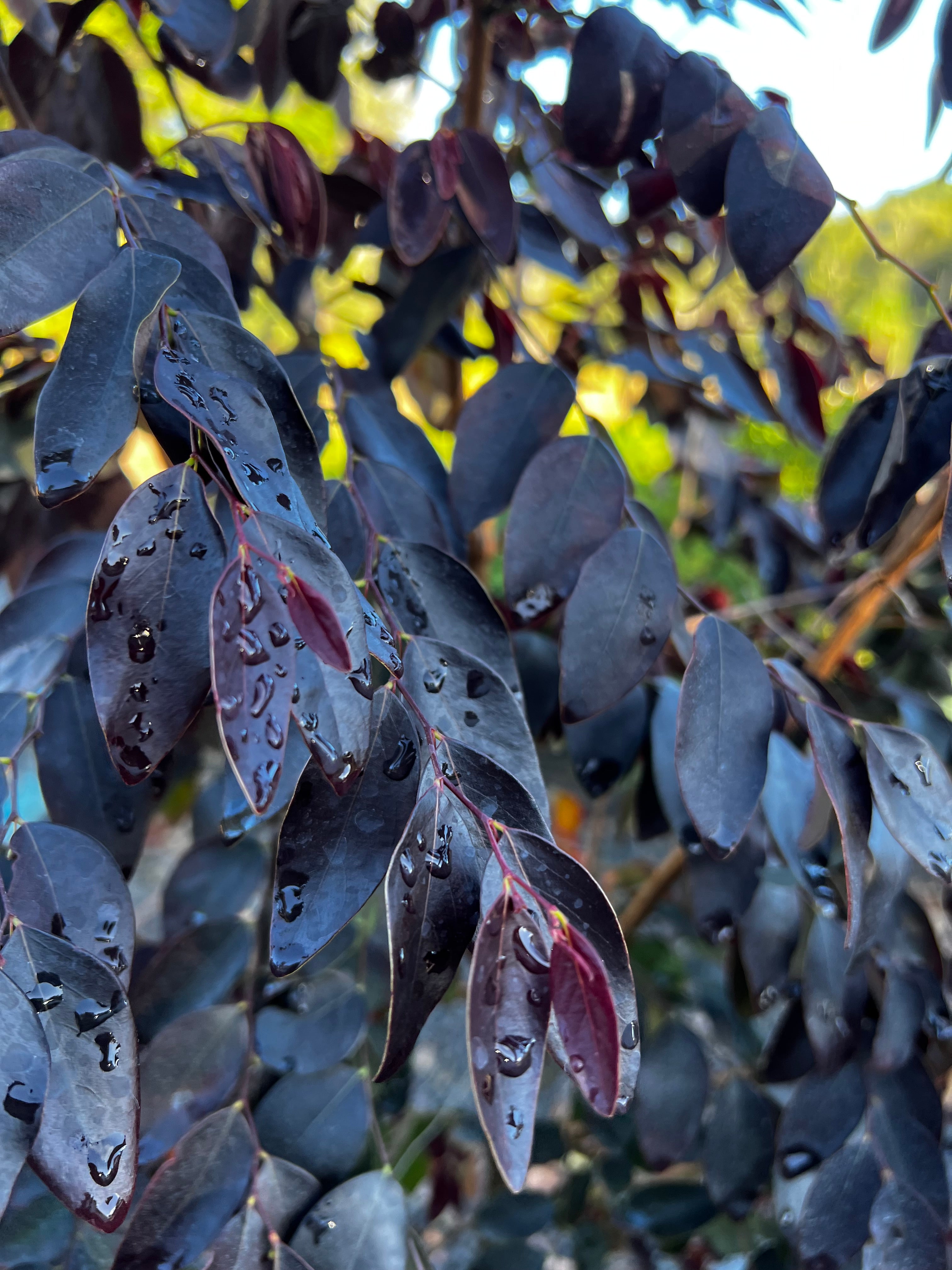 Breynia sp. Ironstone Range