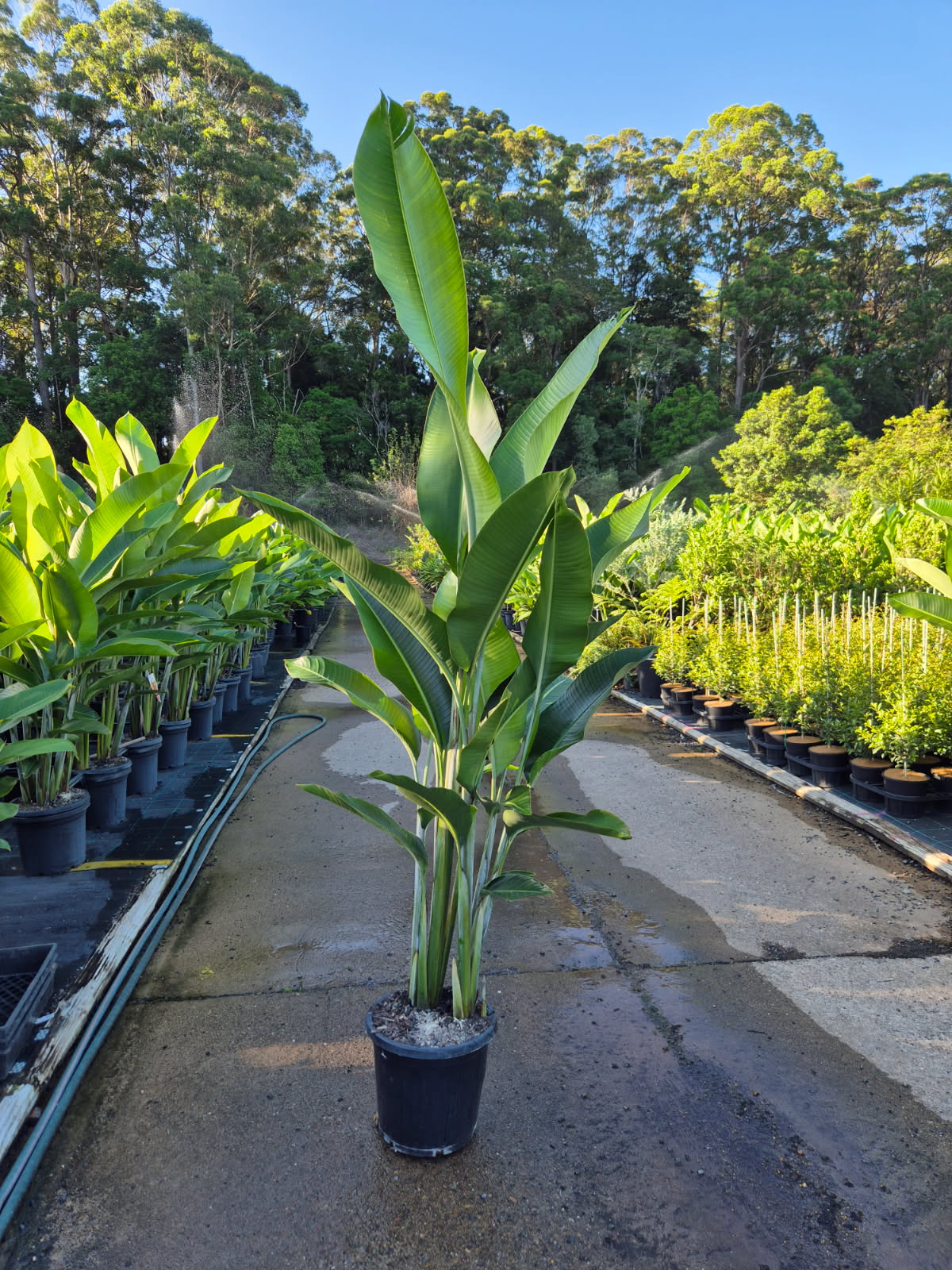 Heliconia - Hot Rio Nights