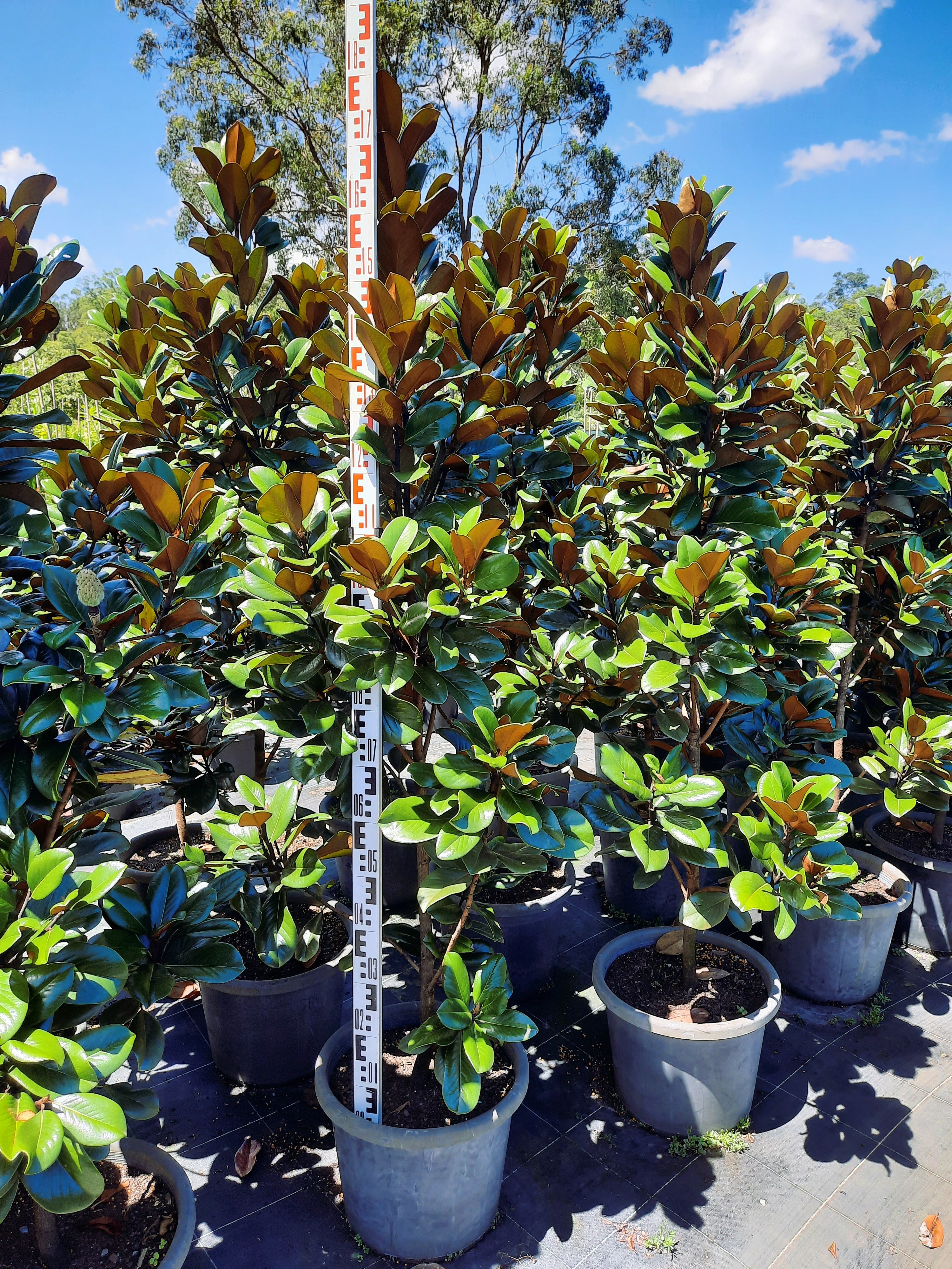 Magnolia grandiflora Teddy Bear