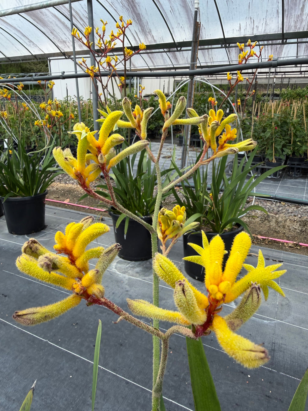 Anigozanthos hybrid Gold Velvet