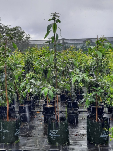 Lophostemon confertus