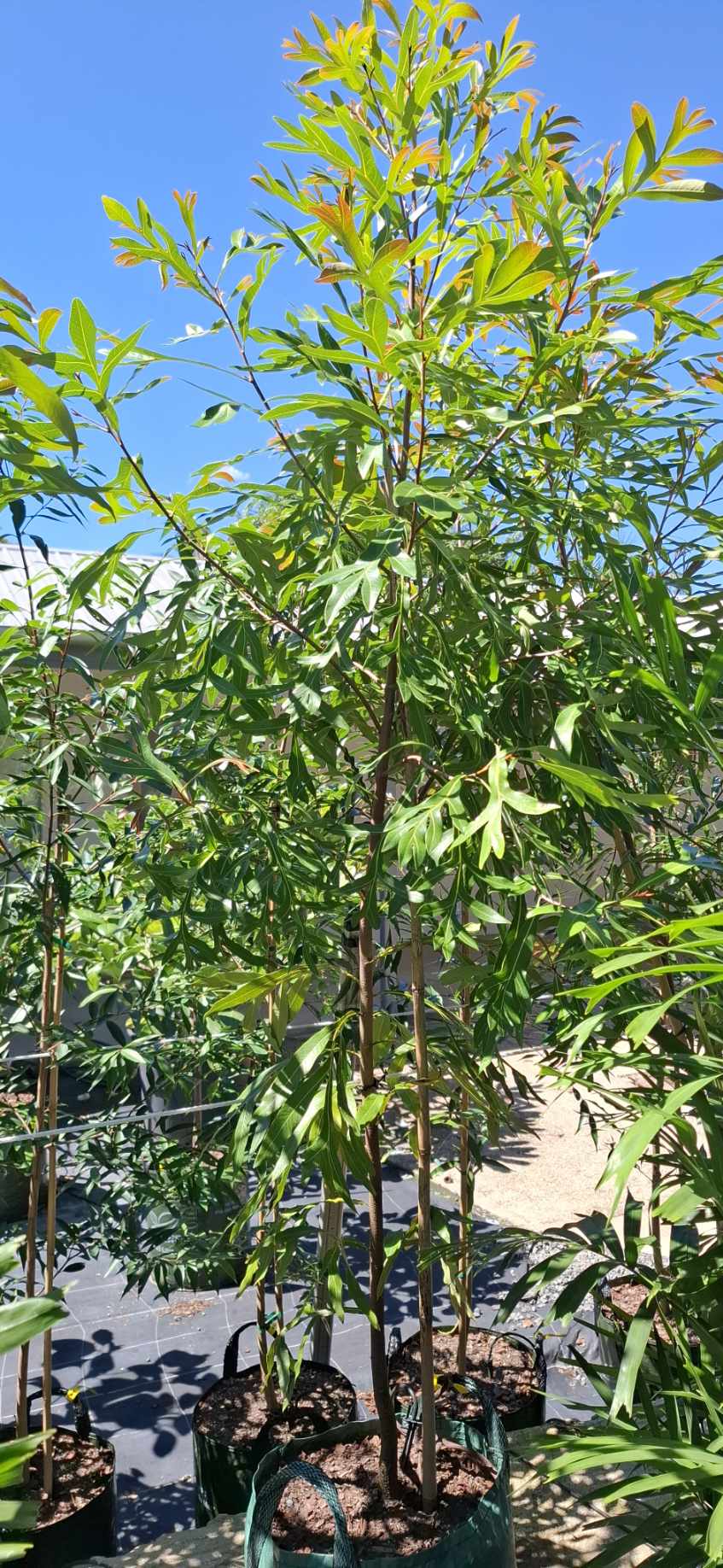 Buckinghamia celsissima