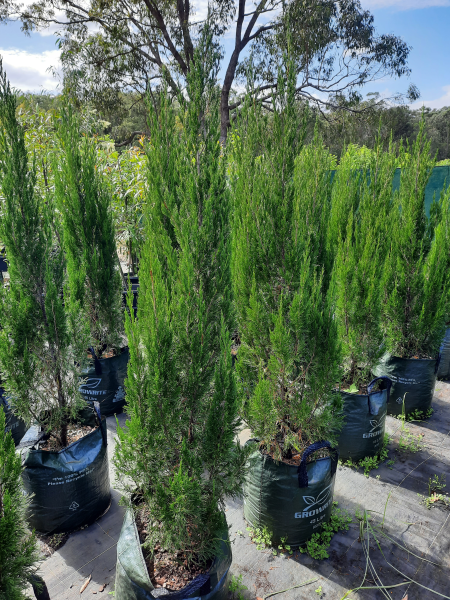 Juniperus chinensis Spartan