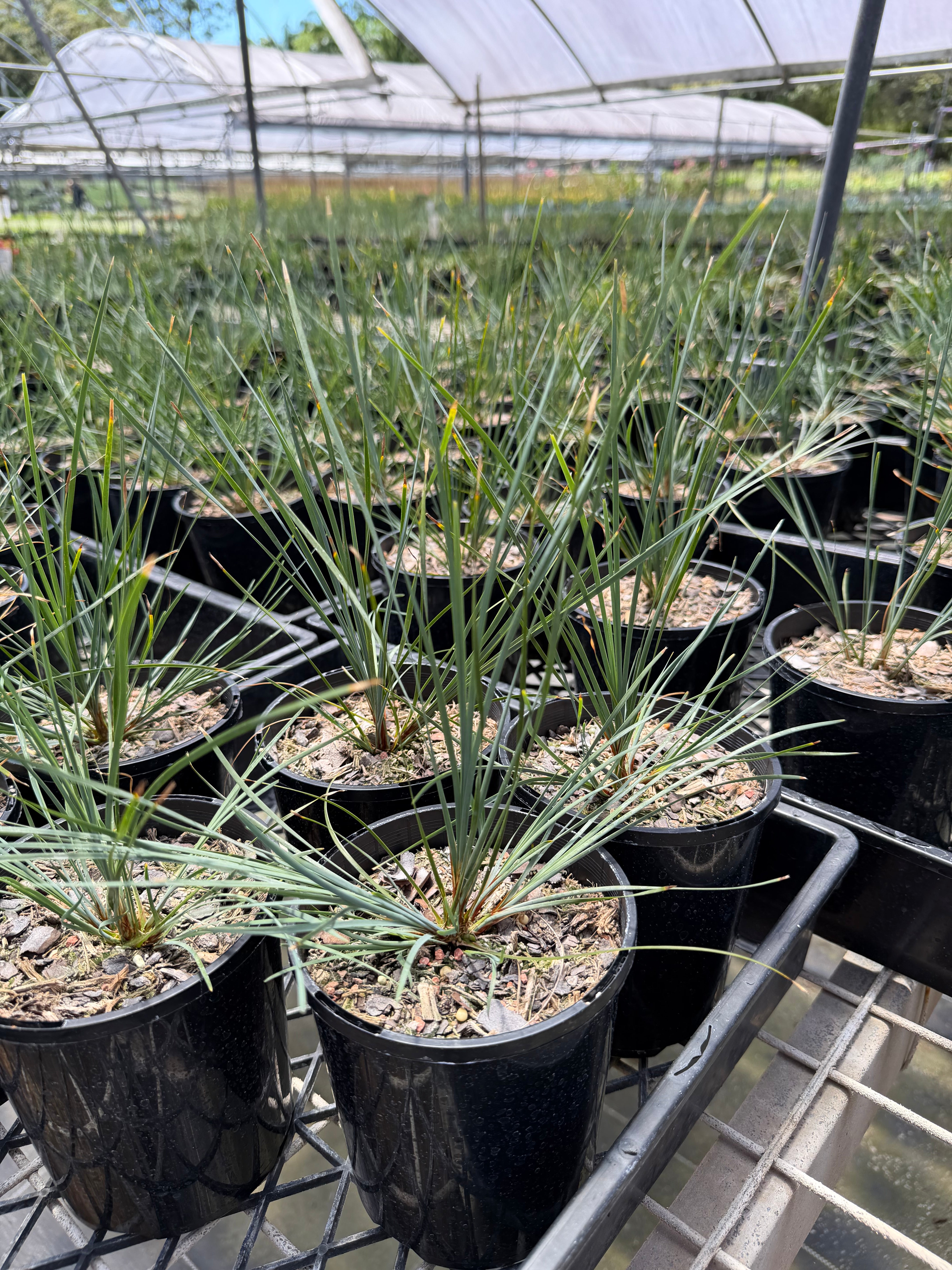 Lomandra fluvitalis Shara Blue