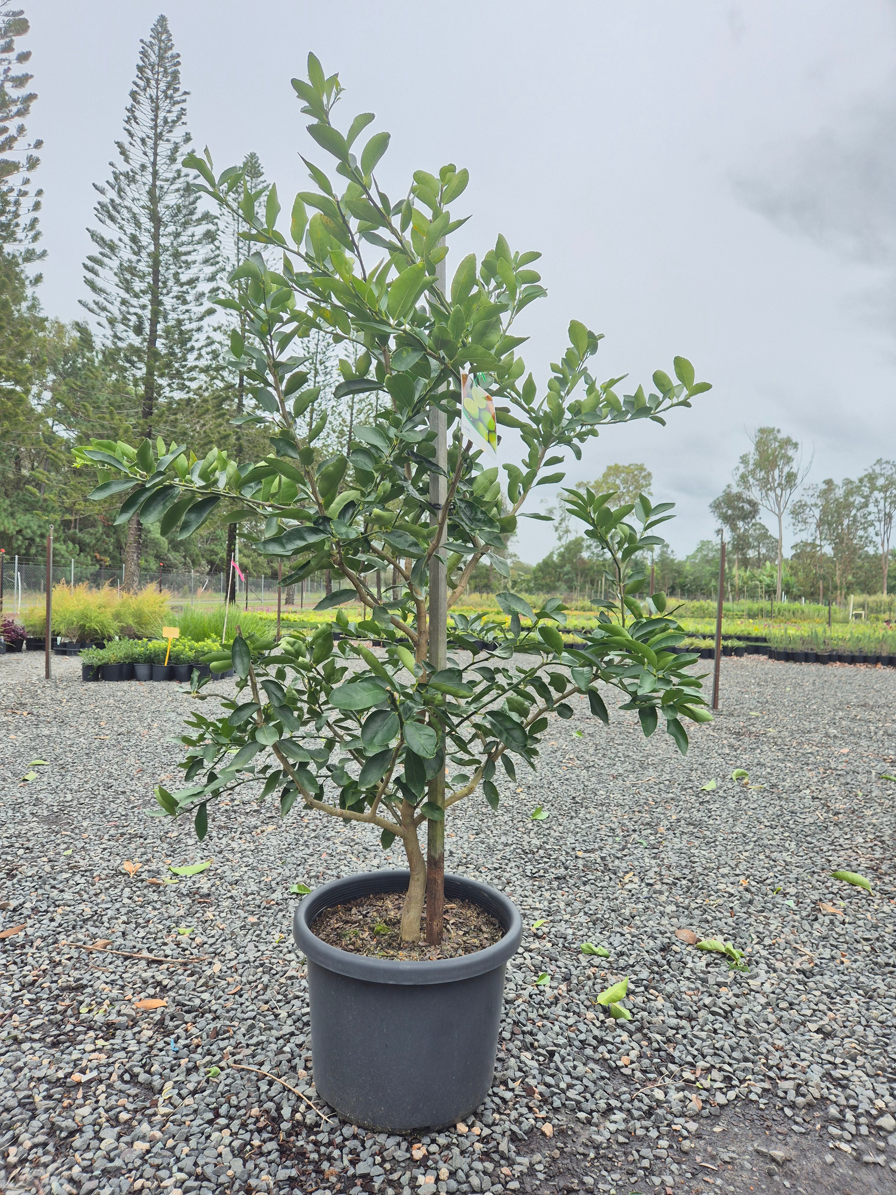 Citrus - Lime Tahitian Citrus latifolia Grafted