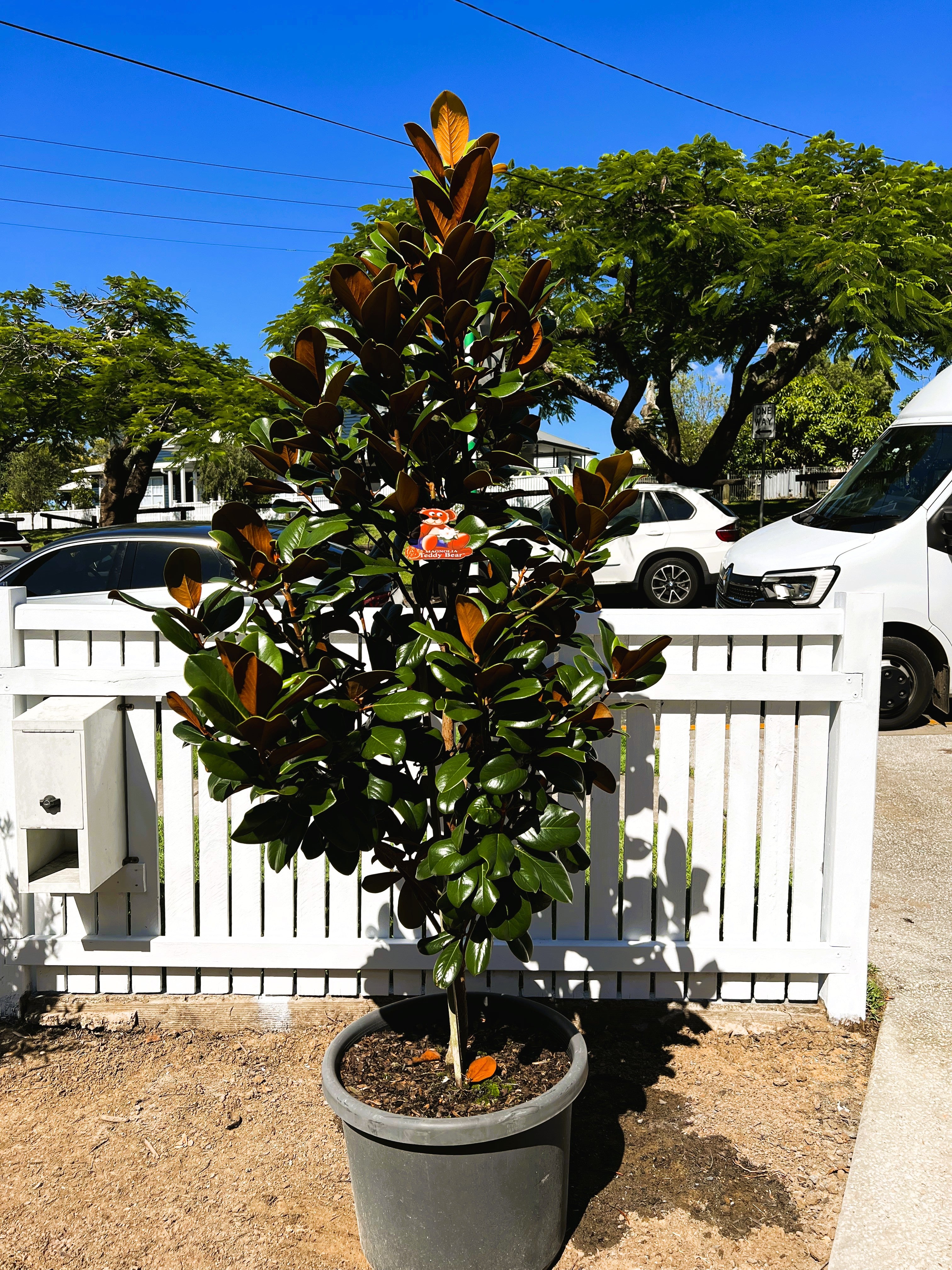 Magnolia grandiflora Teddy Bear