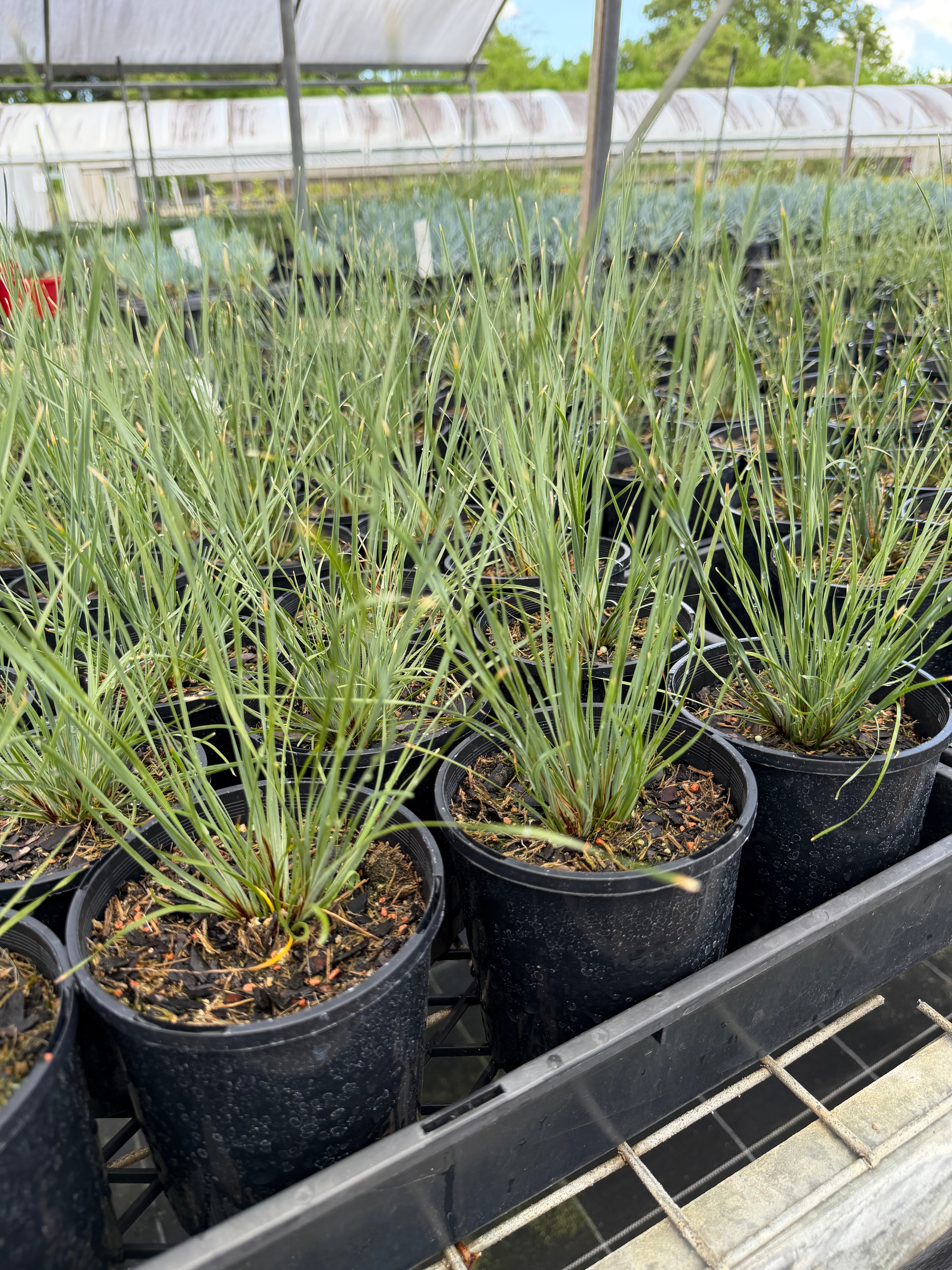 Lomandra fluvitalis Shara