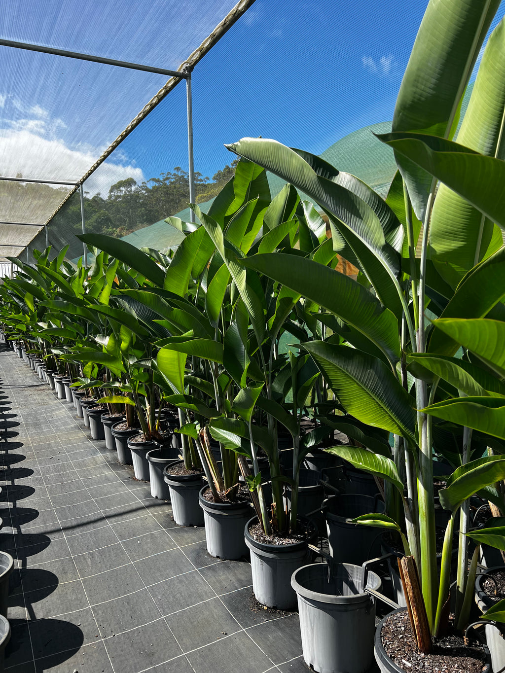 heliconia potted plant Discover Hot Rio Nights