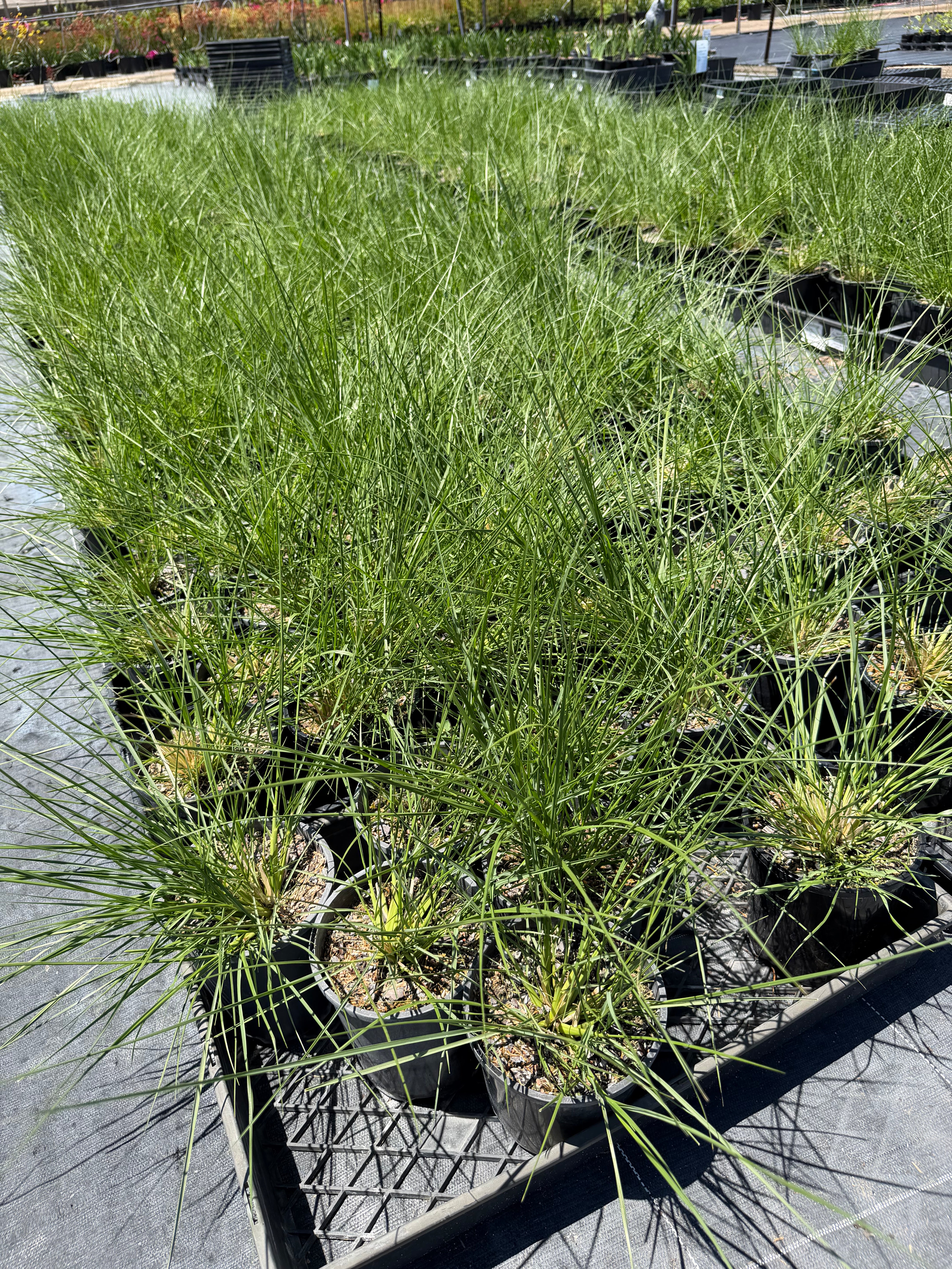 Pennisetum alopecuroides NAFRAY (syn. Cenchrus purpurascens)
