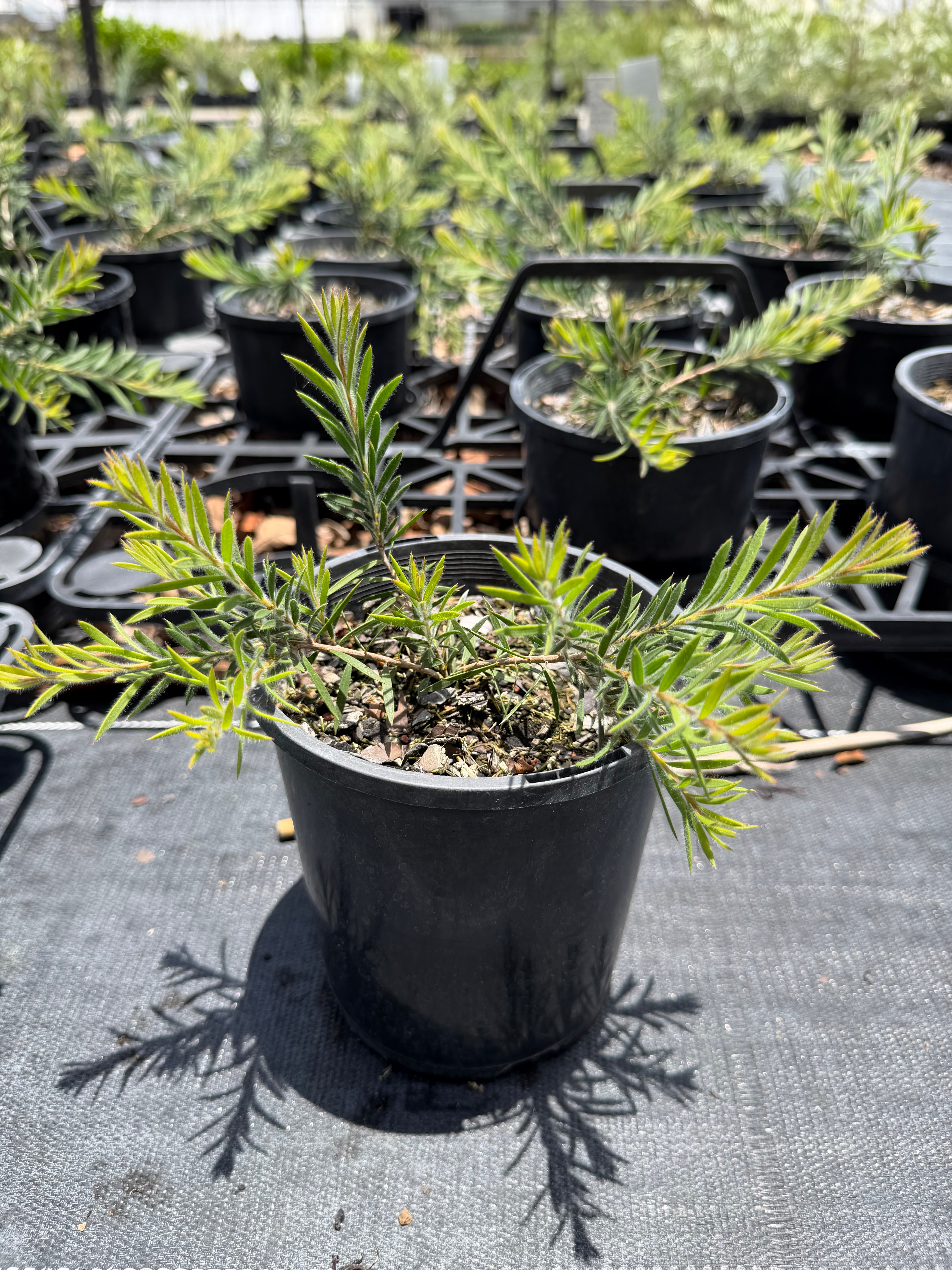 Callistemon pearsonii Rocky Rambler