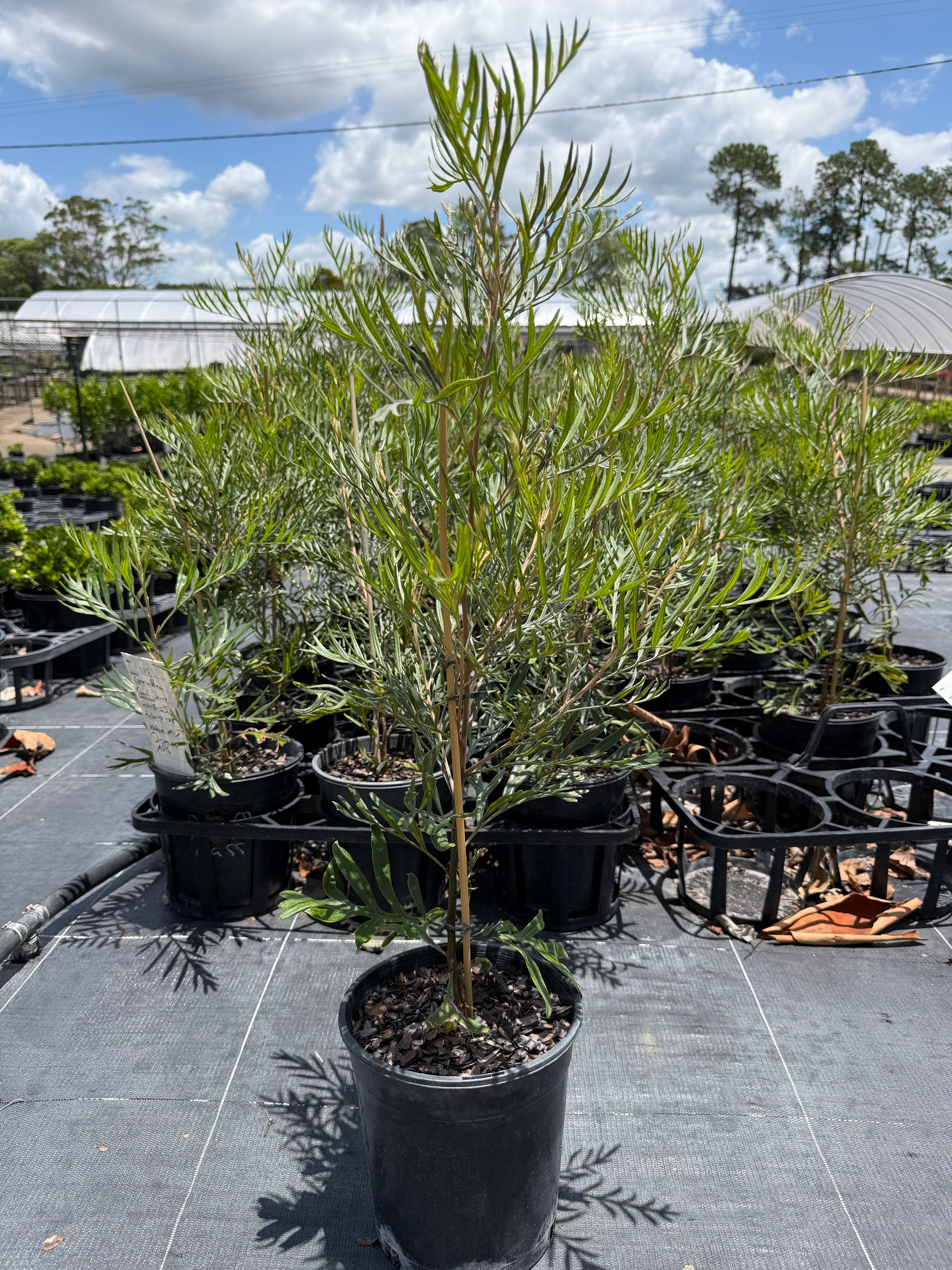 Grevillea Coral Shore