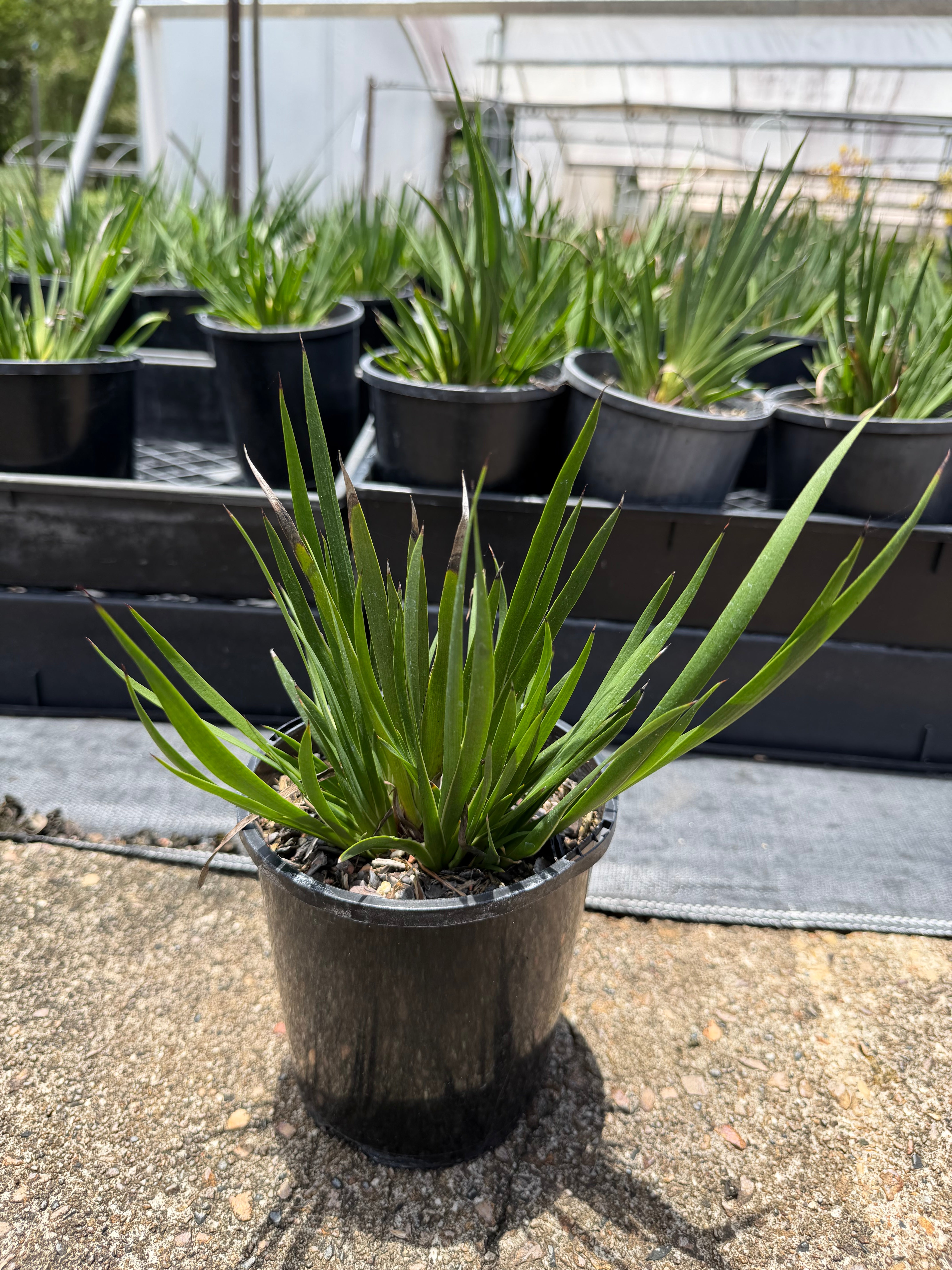 Anigozanthos hybrid Regal Velvet