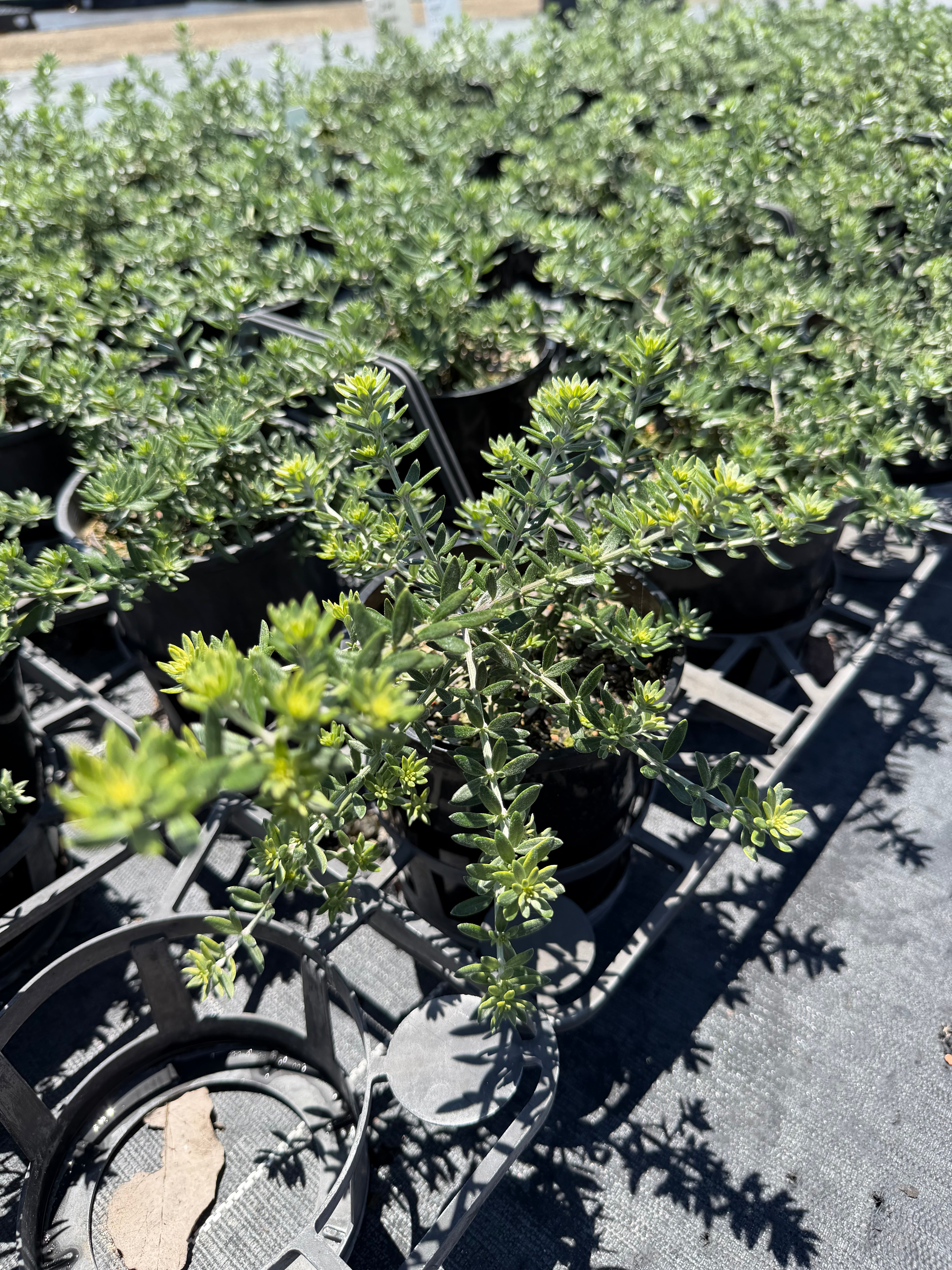 Westringia fruticosa MUNDI