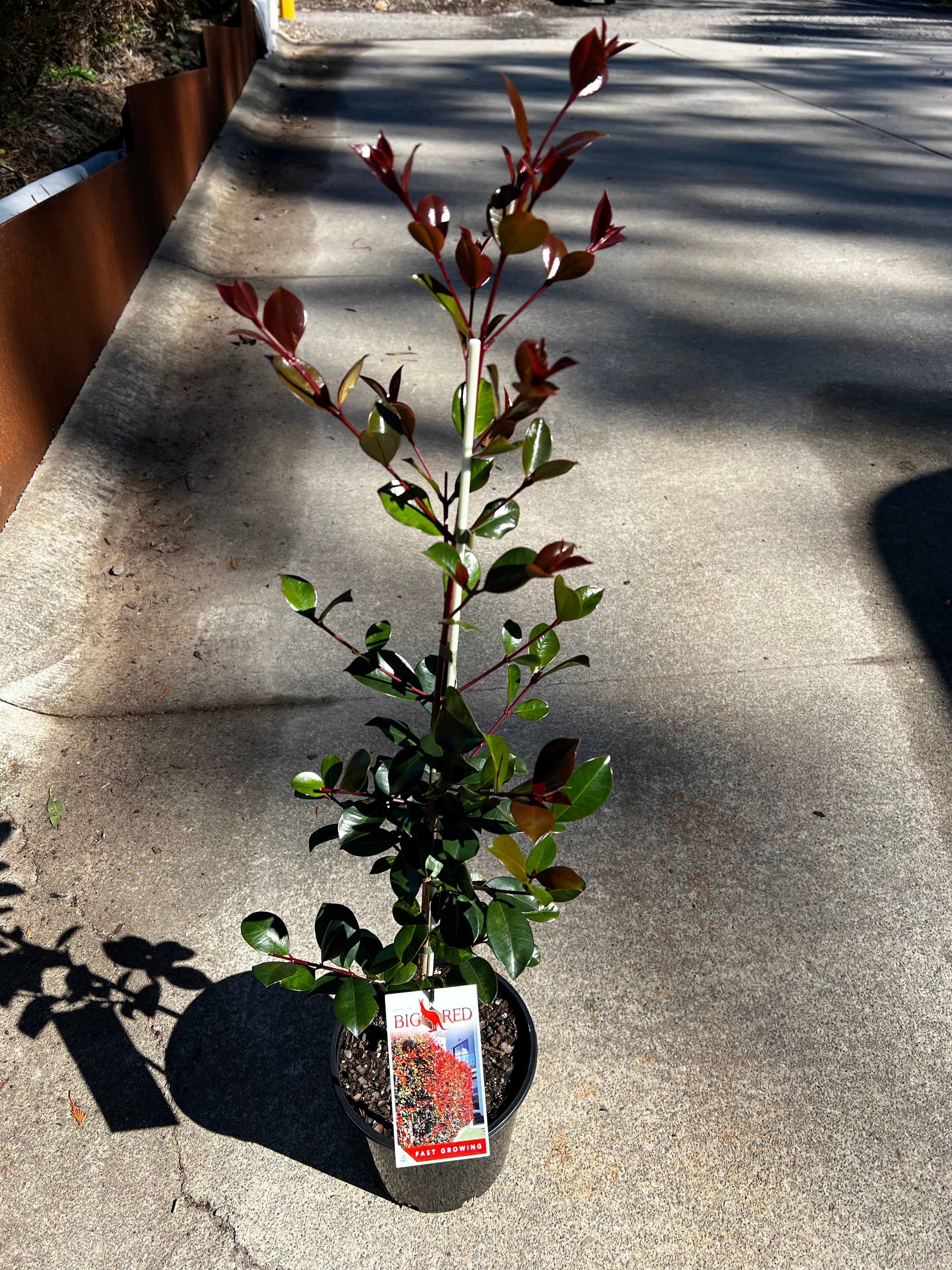 Syzygium australe Big Red