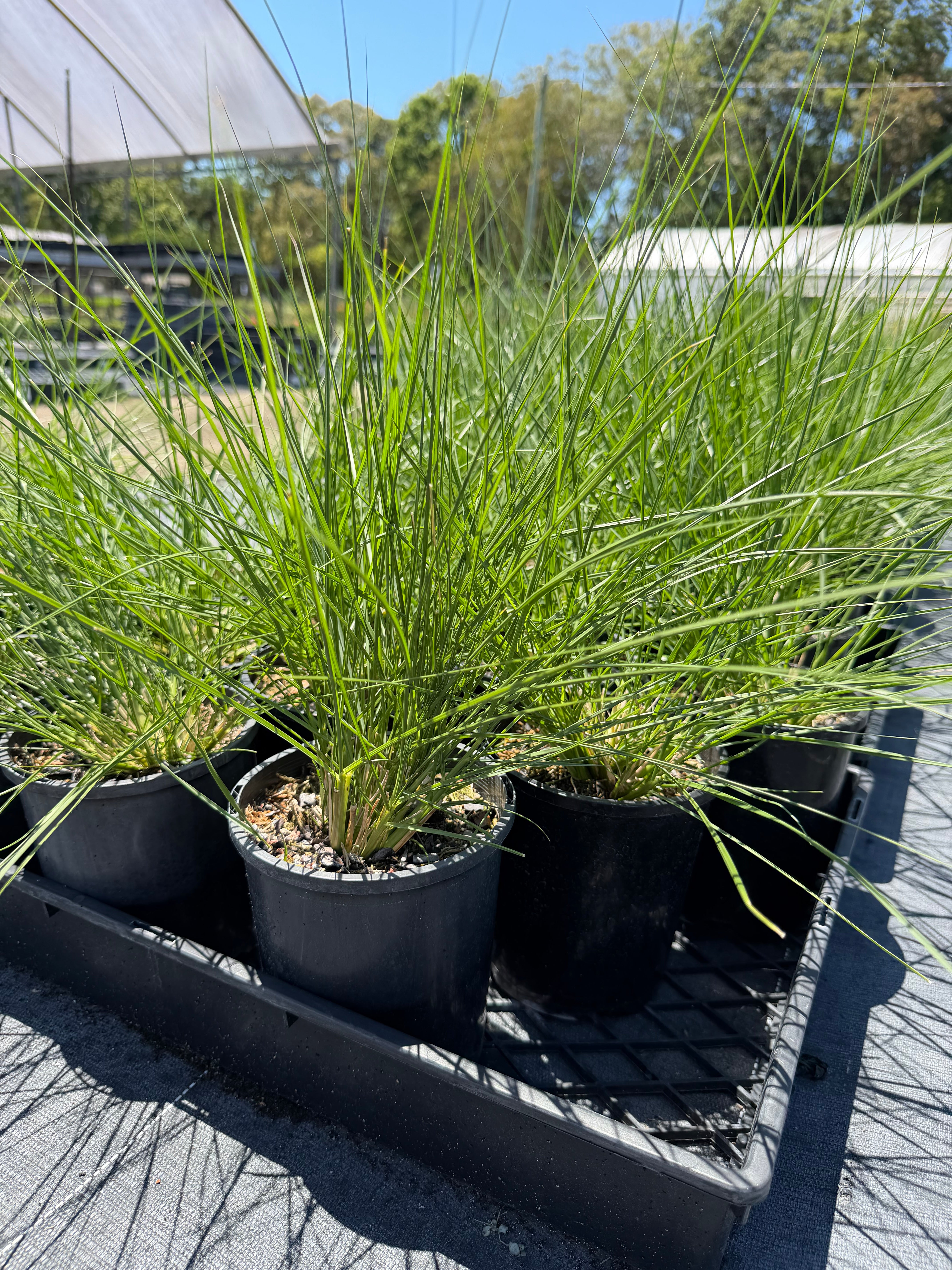 Pennisetum alopecuroides NAFRAY (syn. Cenchrus purpurascens)