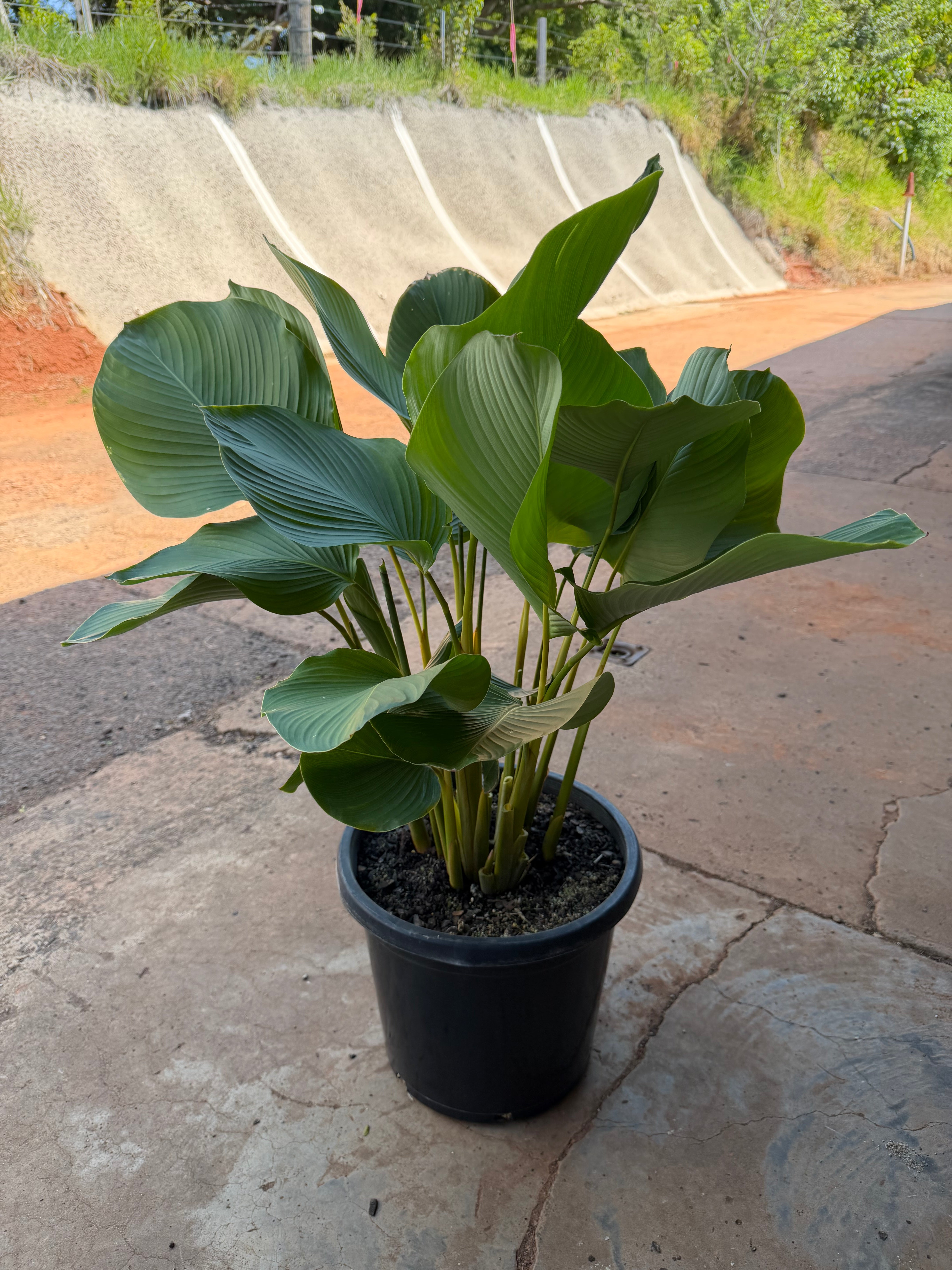 Calathea lutea - Cuban Cigar