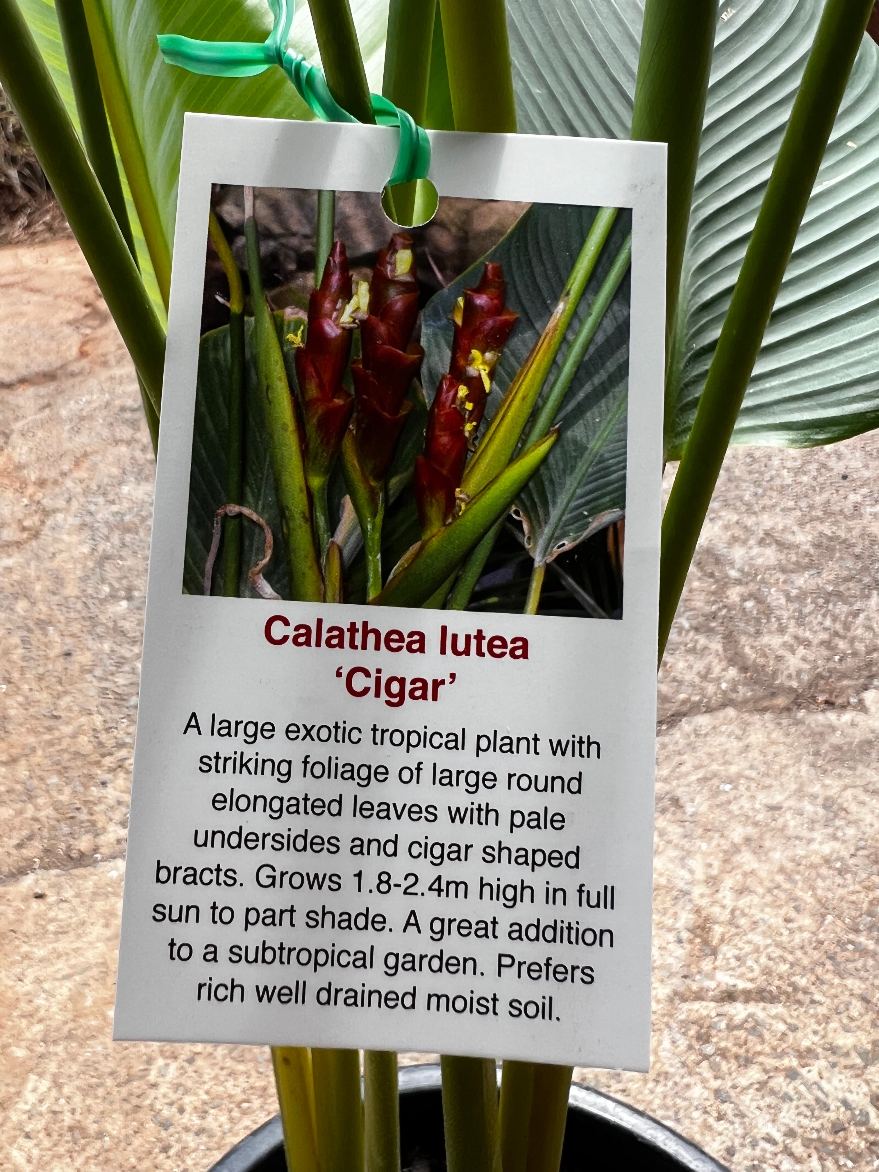 Calathea lutea - Cuban Cigar