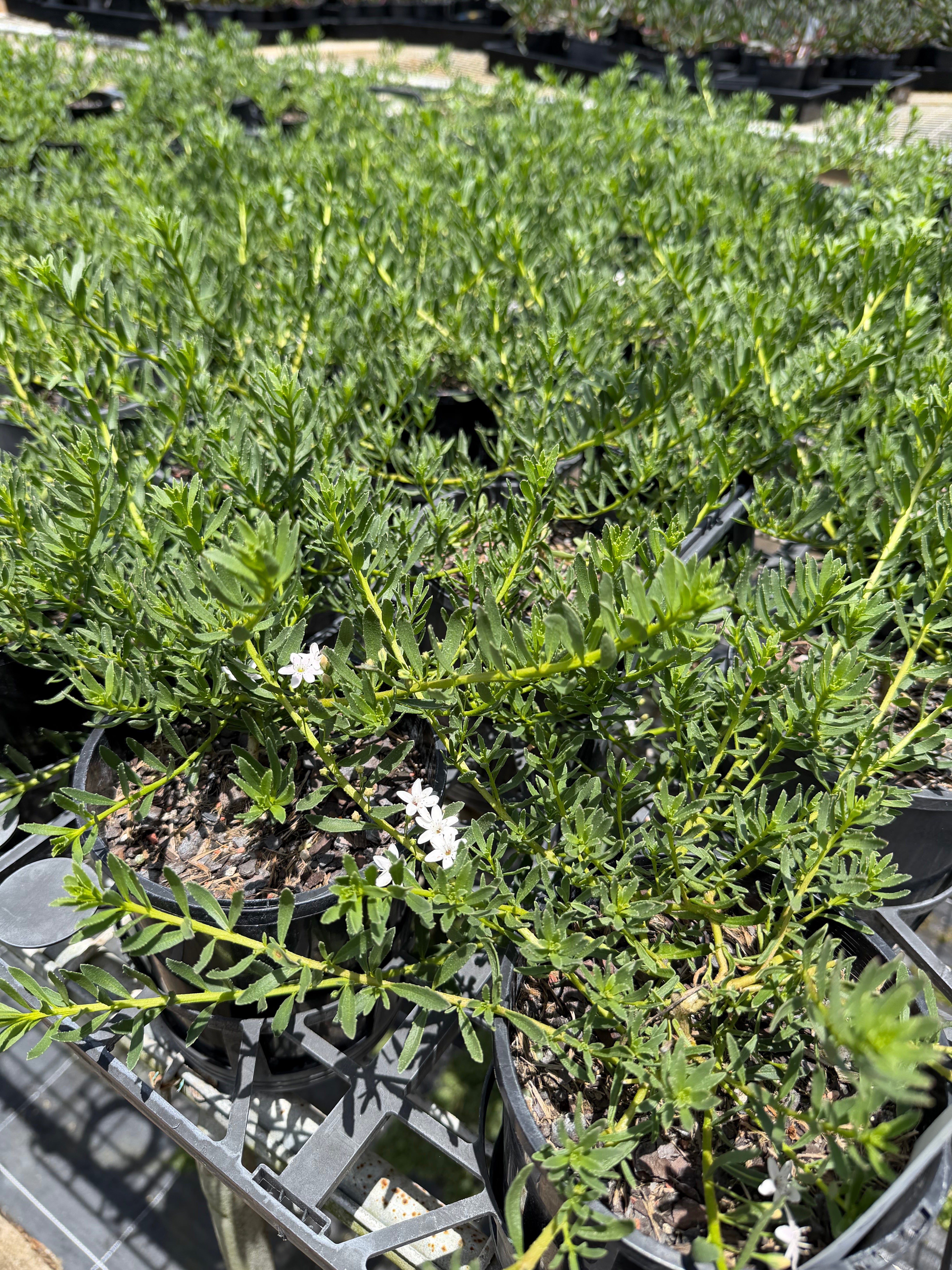 Myoporum parvifolium Broad Leaf White