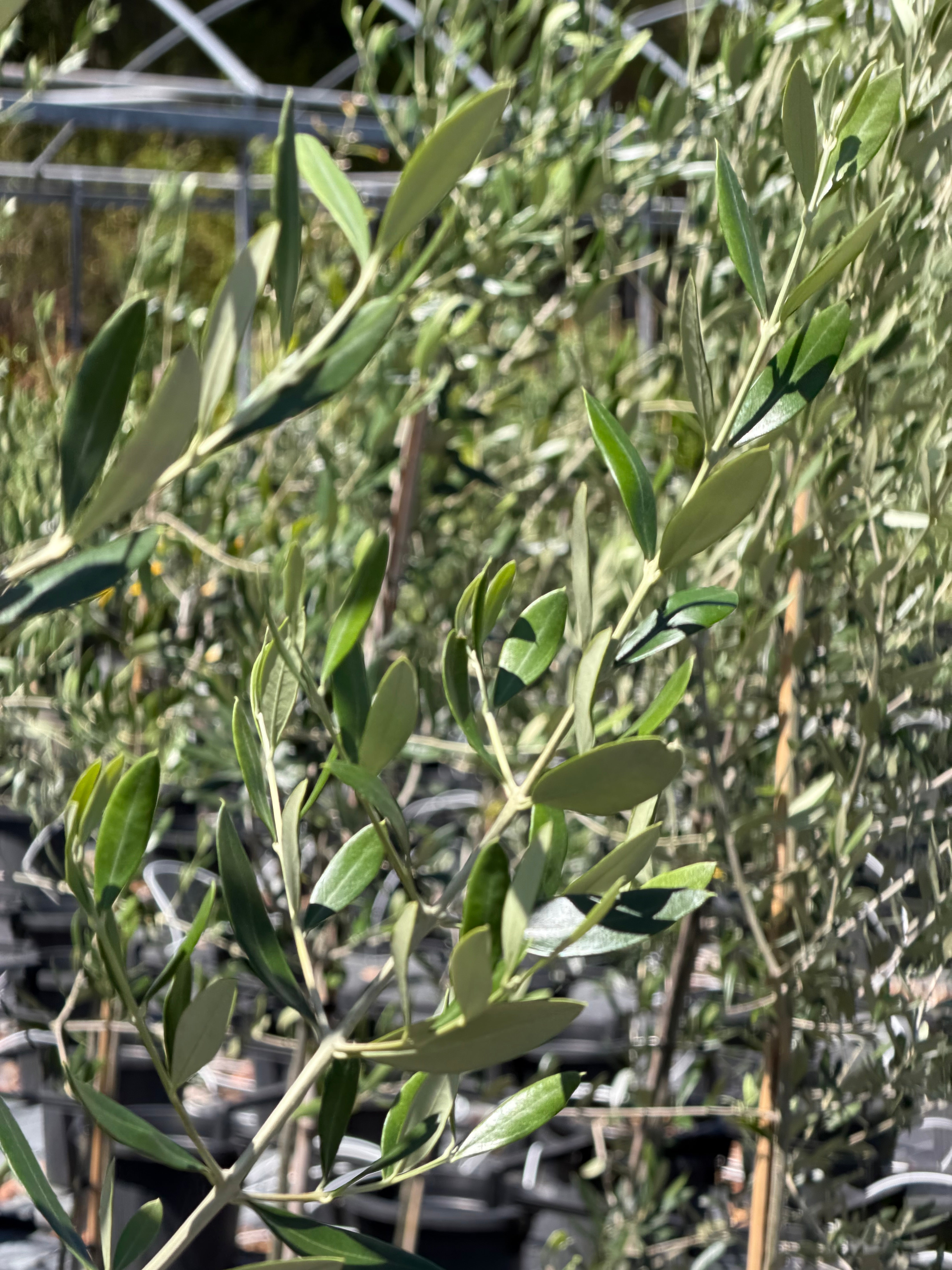 Olive Olea europaea Helena