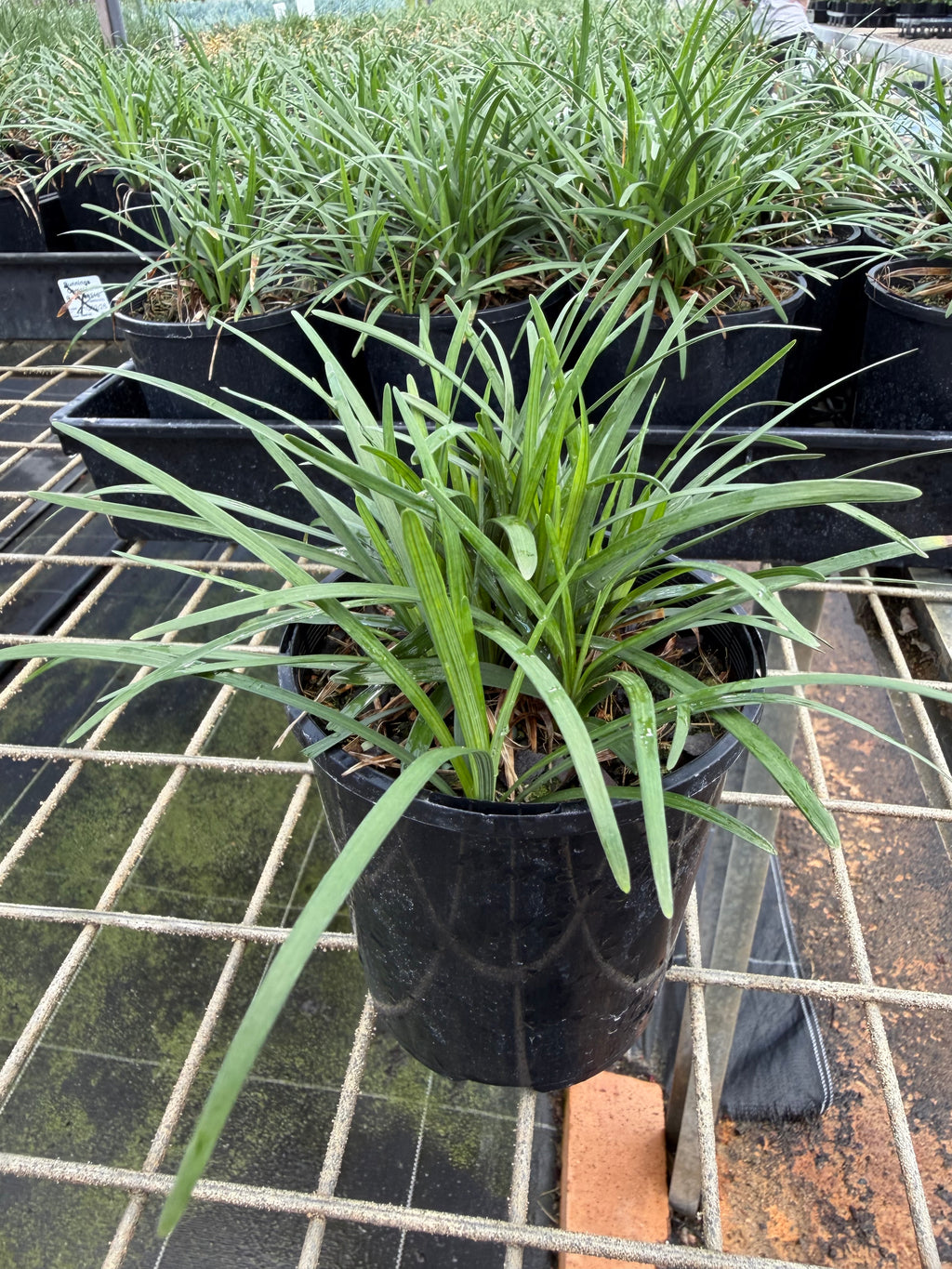 Liriope muscari ISABELLA