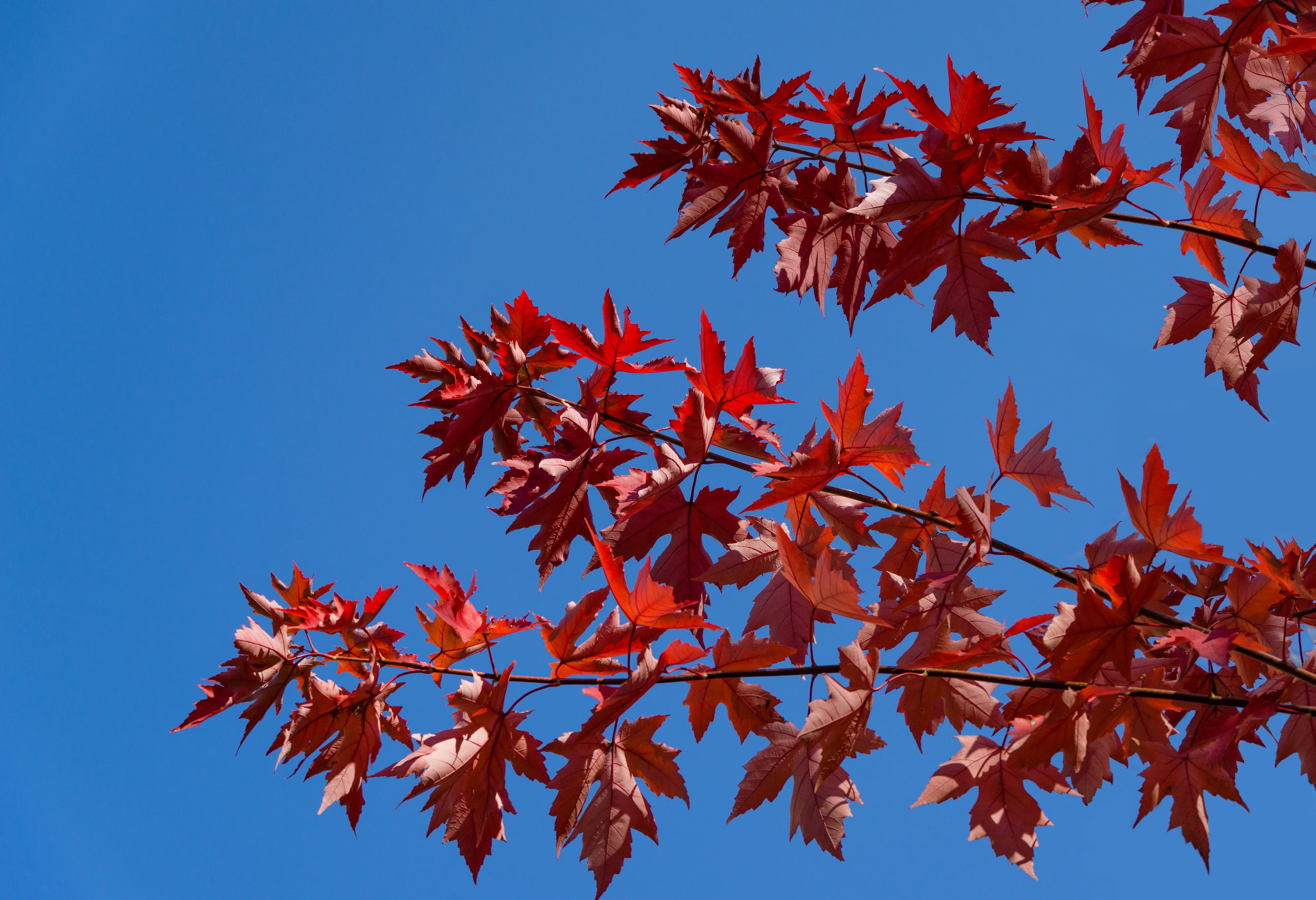 Acer x. freemanii Jeffersred Autumn blaze