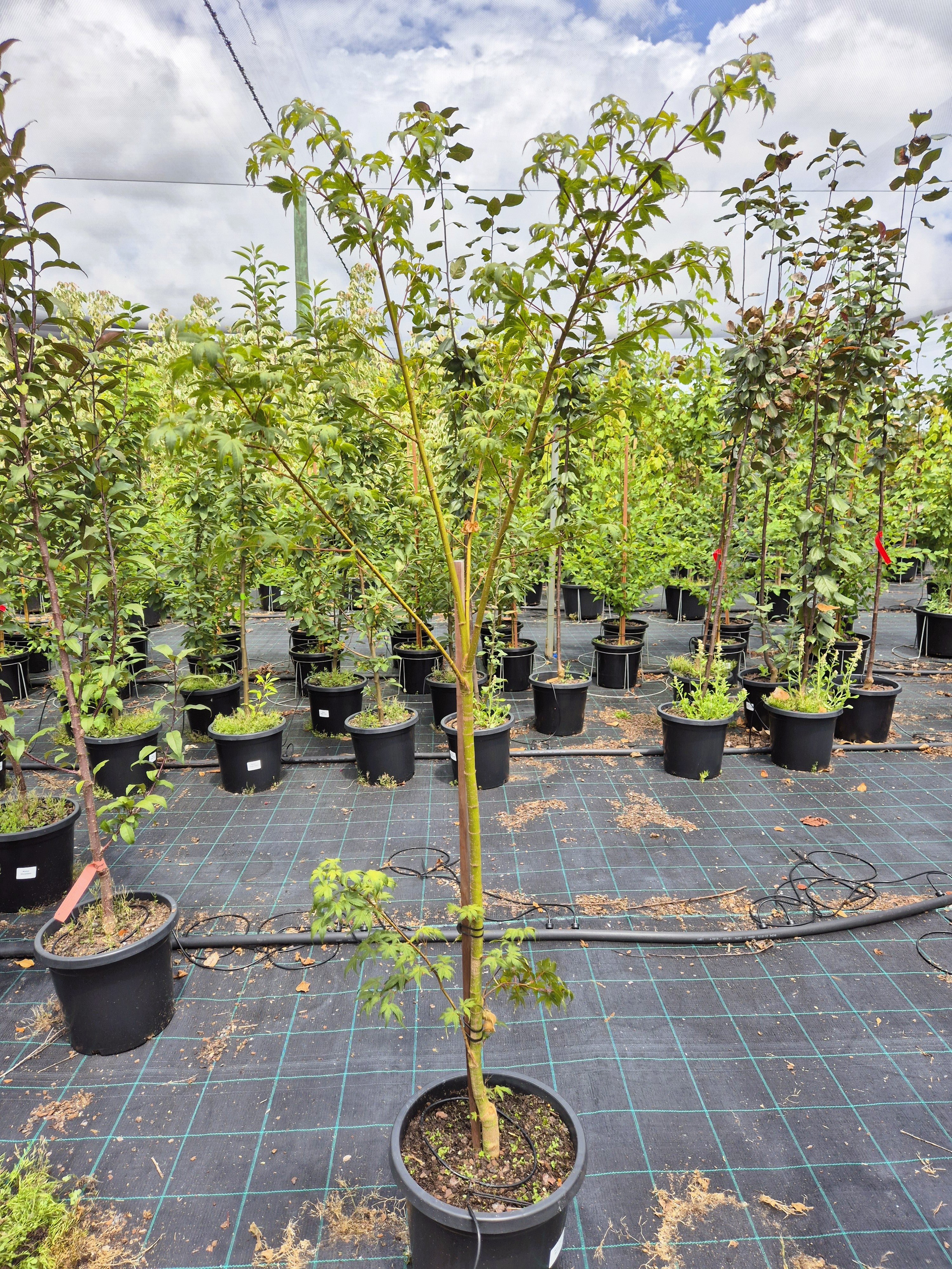 Acer palmatum Bonfire