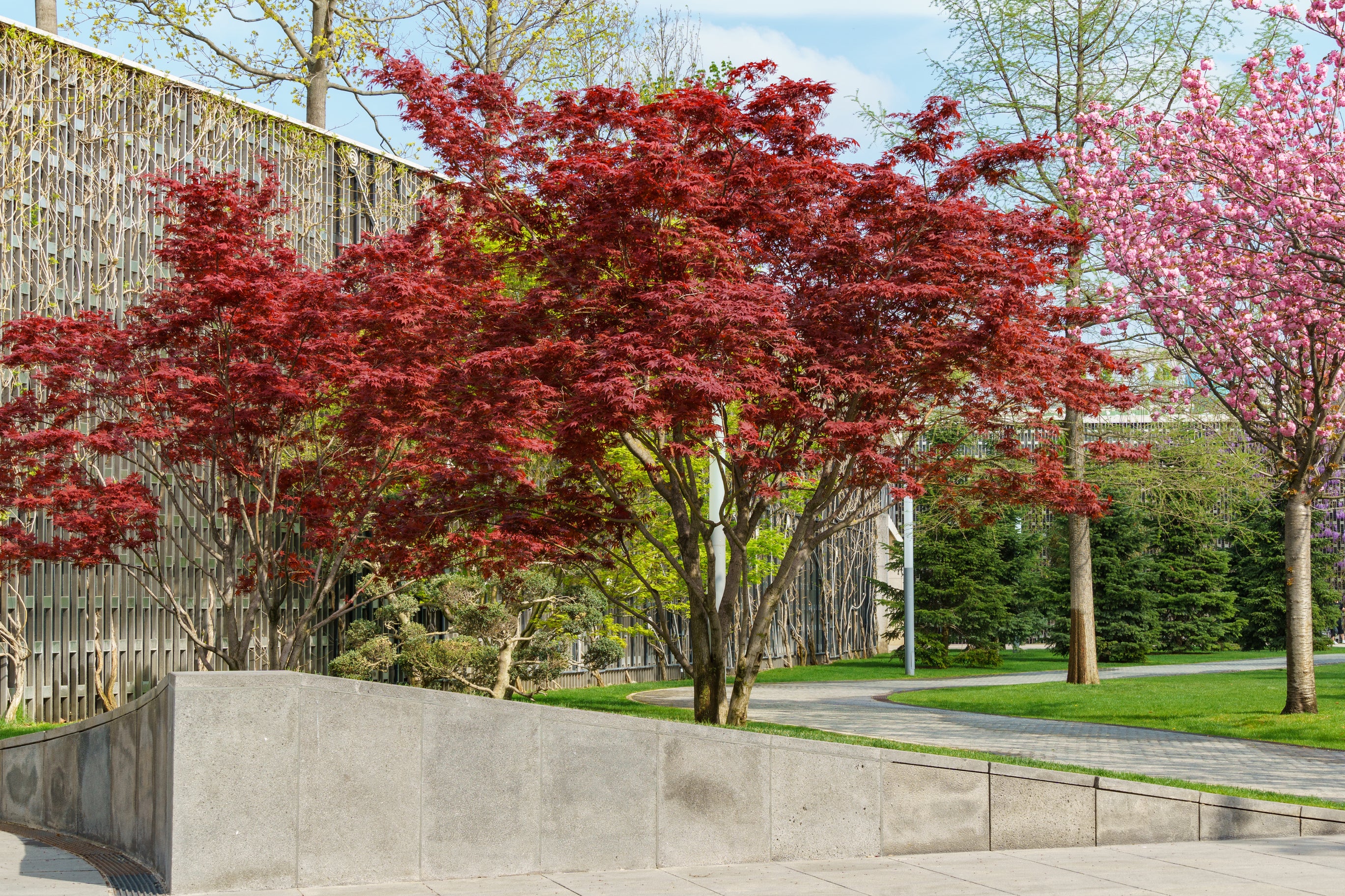 Acer palmatum Atropurpureum Purple Maple