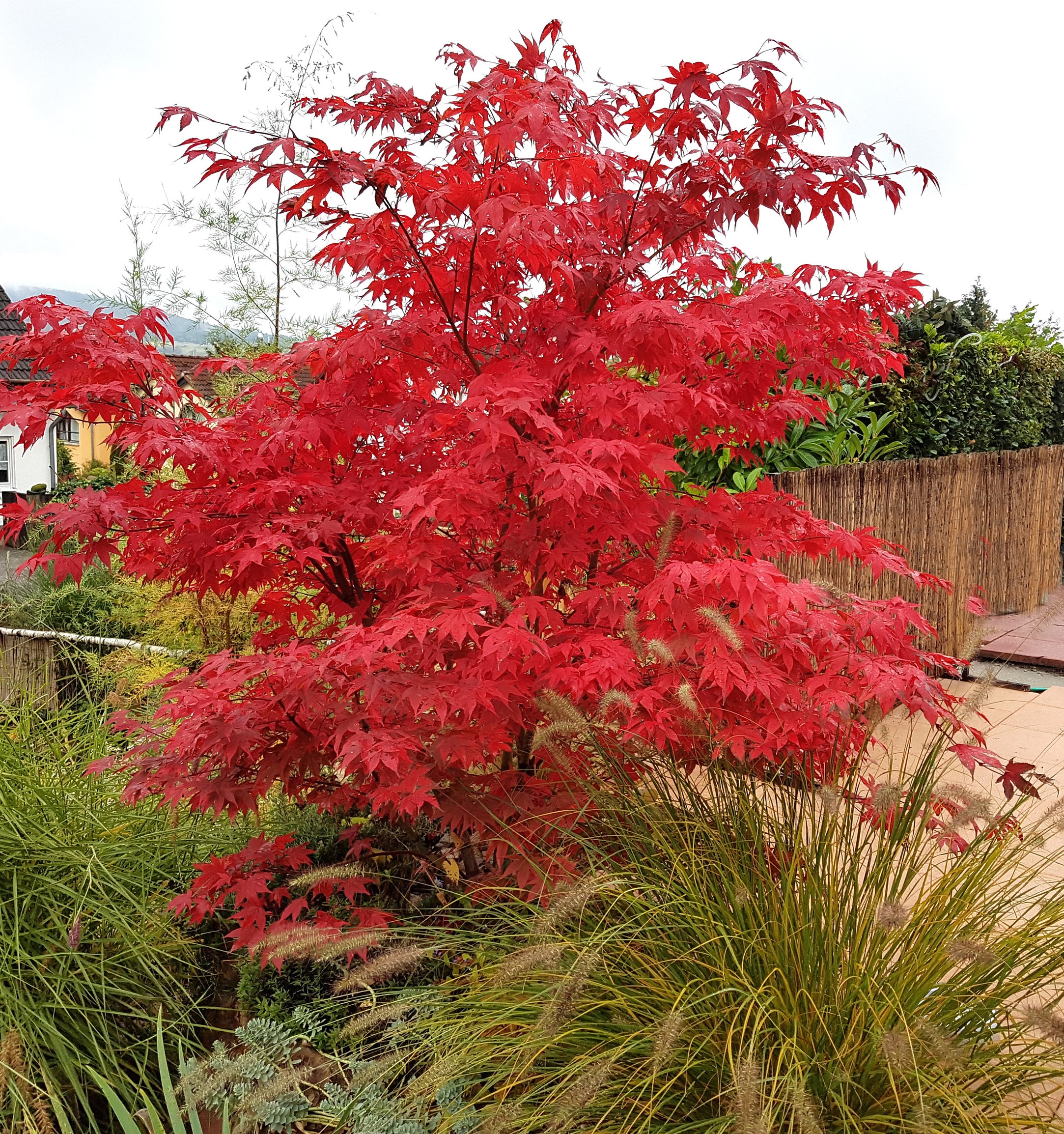 Acer palmatum Osakazuki