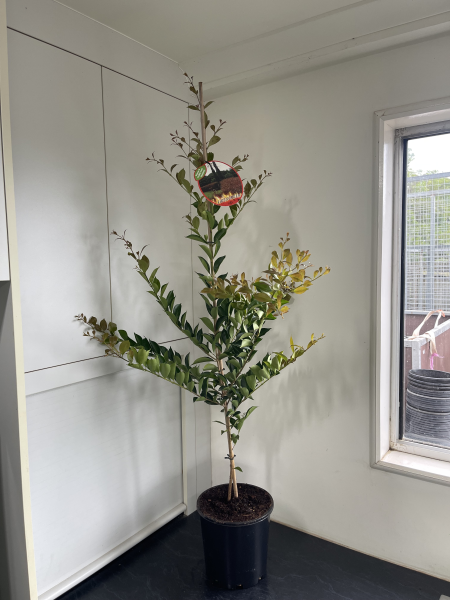 Acmena smithii Firescreen