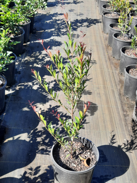 Acmena smithii Forest Flame