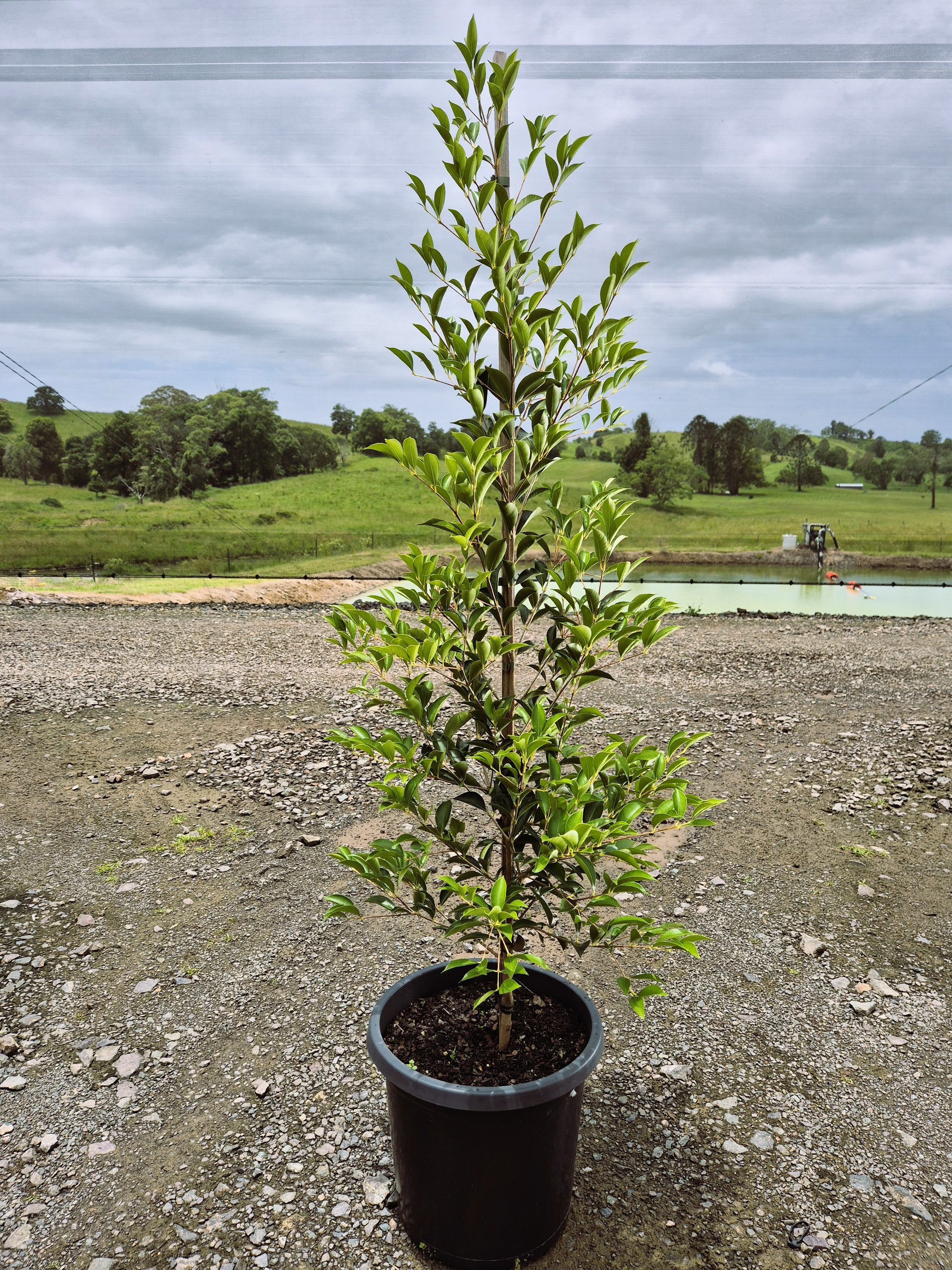 Acmena smithii SUBLIME