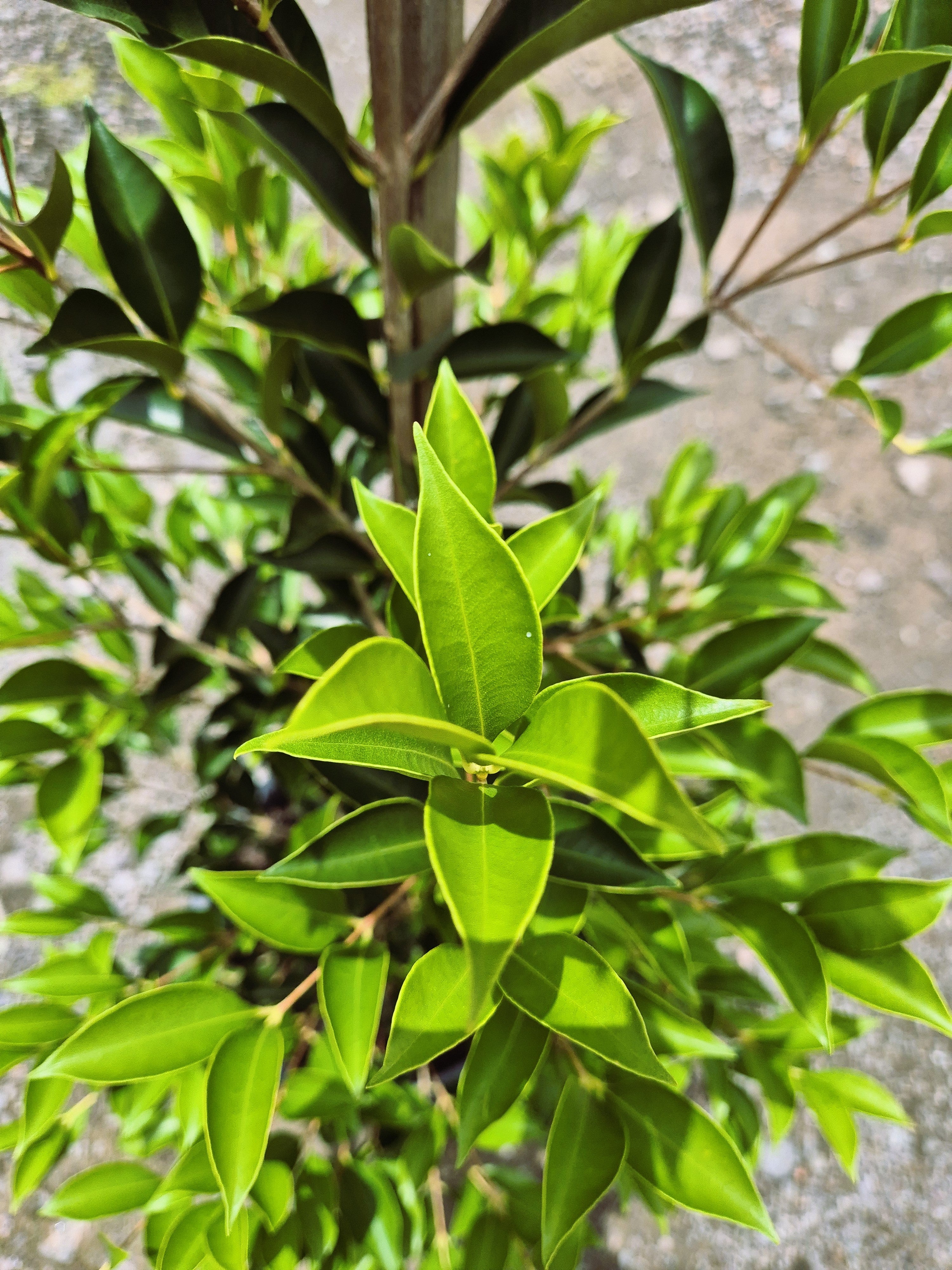 Acmena smithii SUBLIME