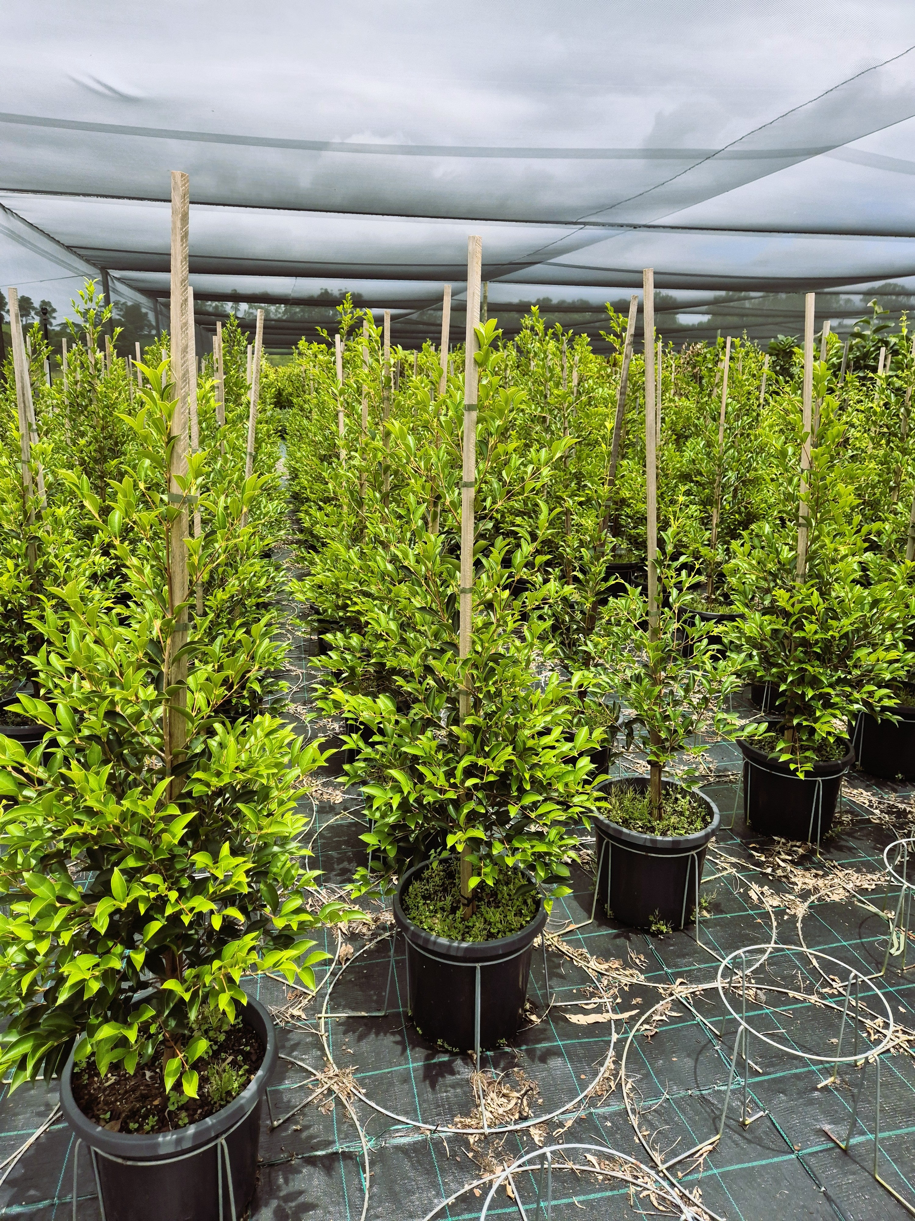 Acmena smithii SUBLIME